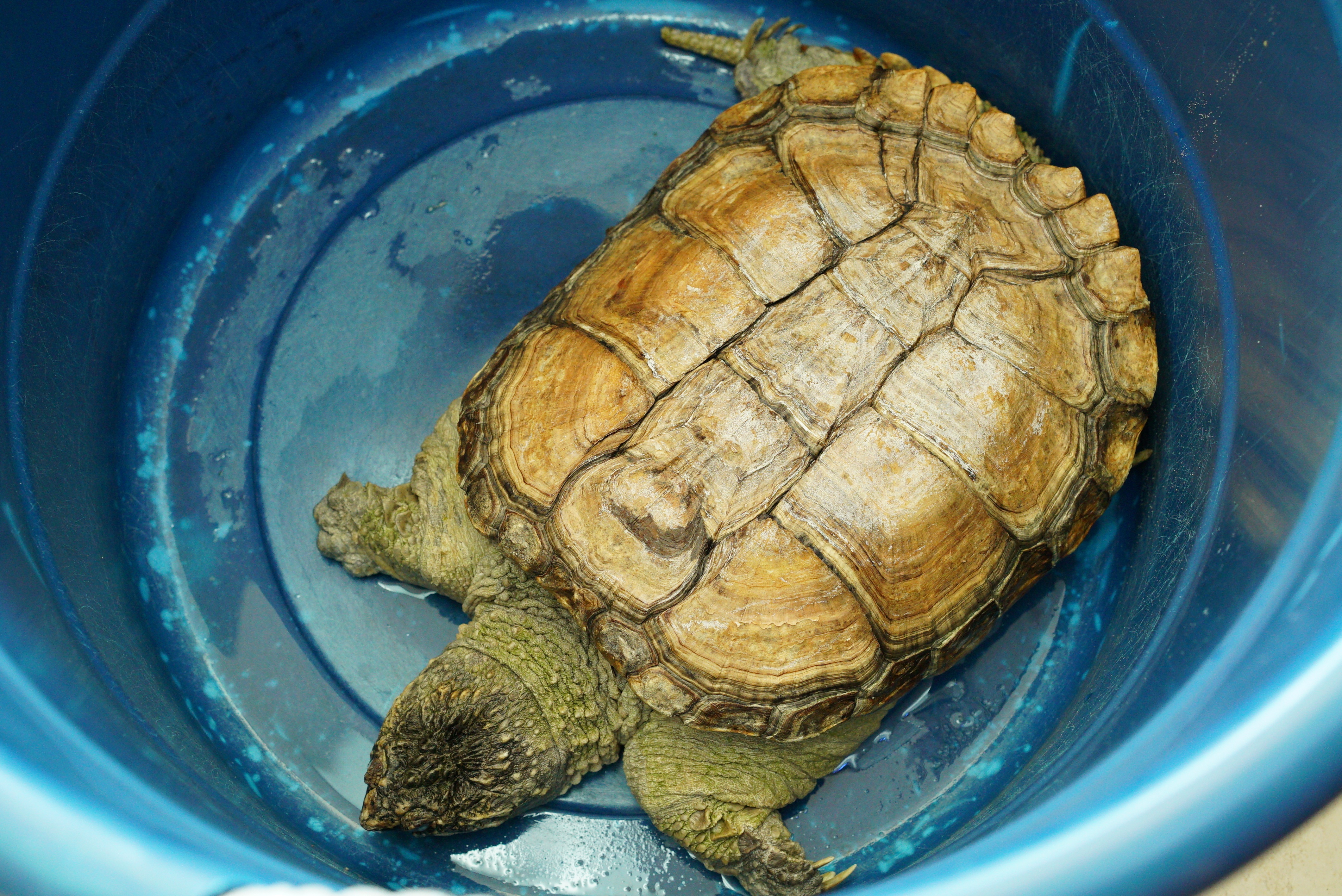 La clinique des animaux exotiques  Rat botté.jpg