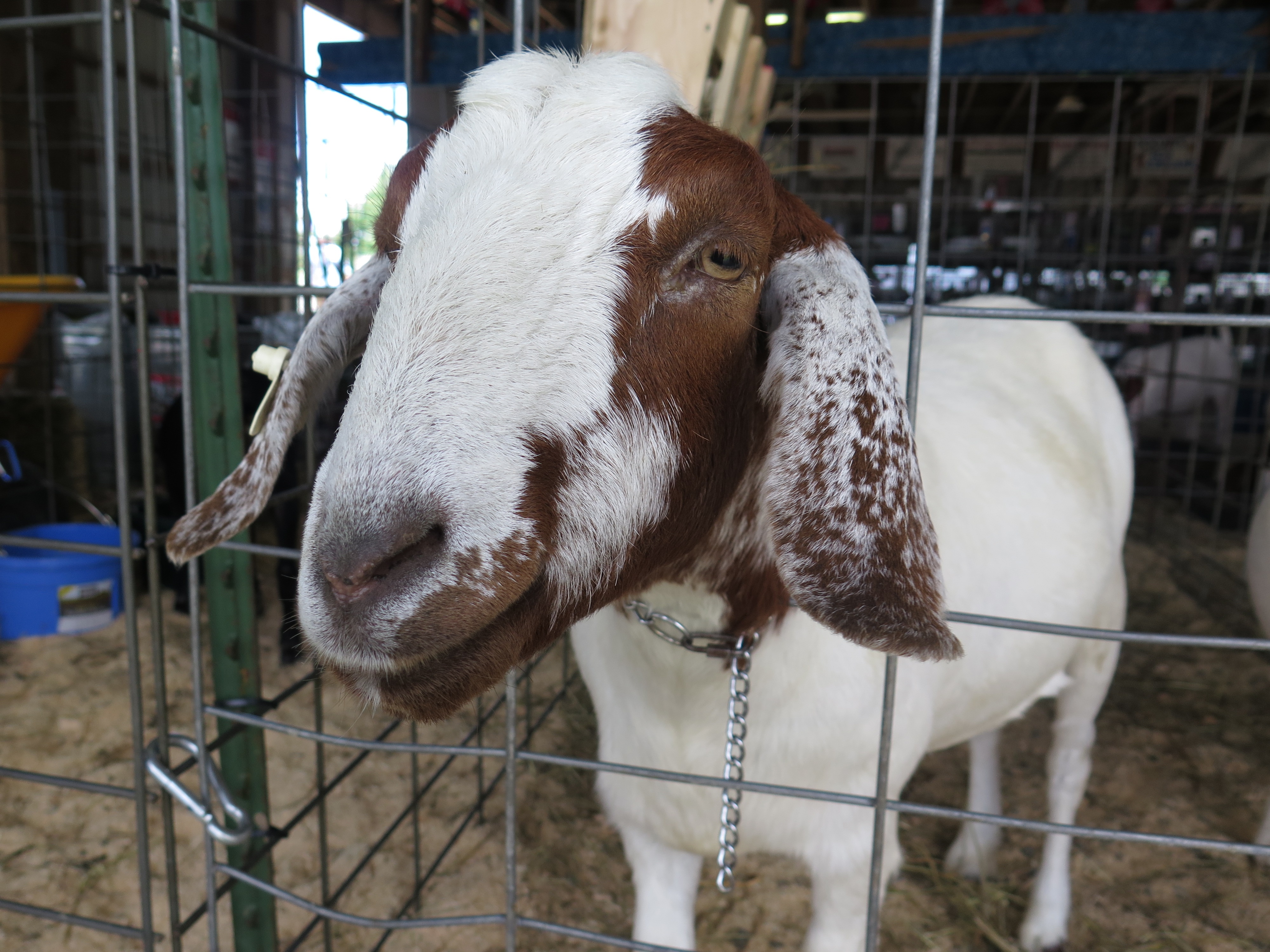 L'incroyable Dr Pol  La foire aux animaux.jpg