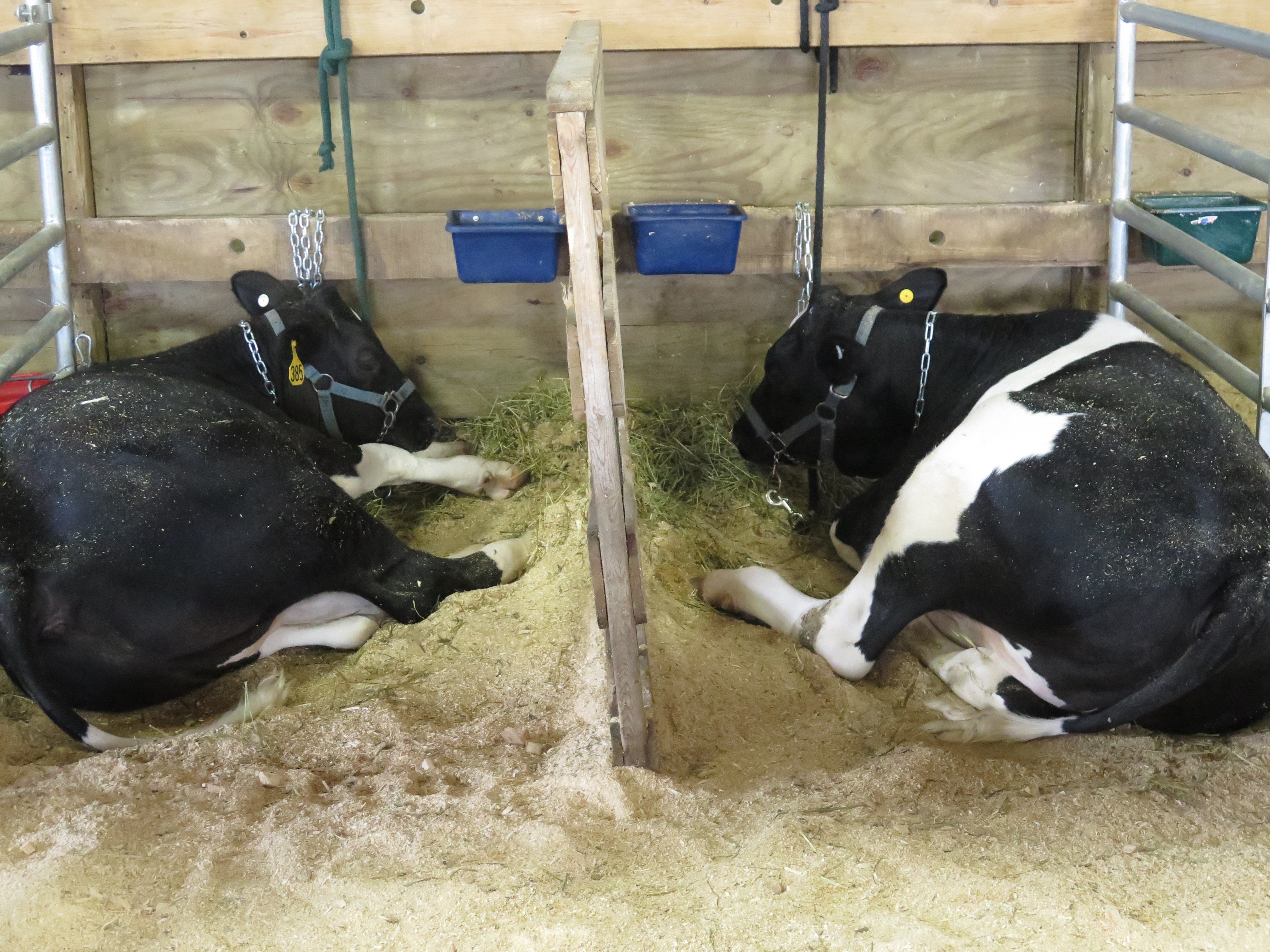 L'incroyable Dr Pol  La foire aux animaux (2).jpg