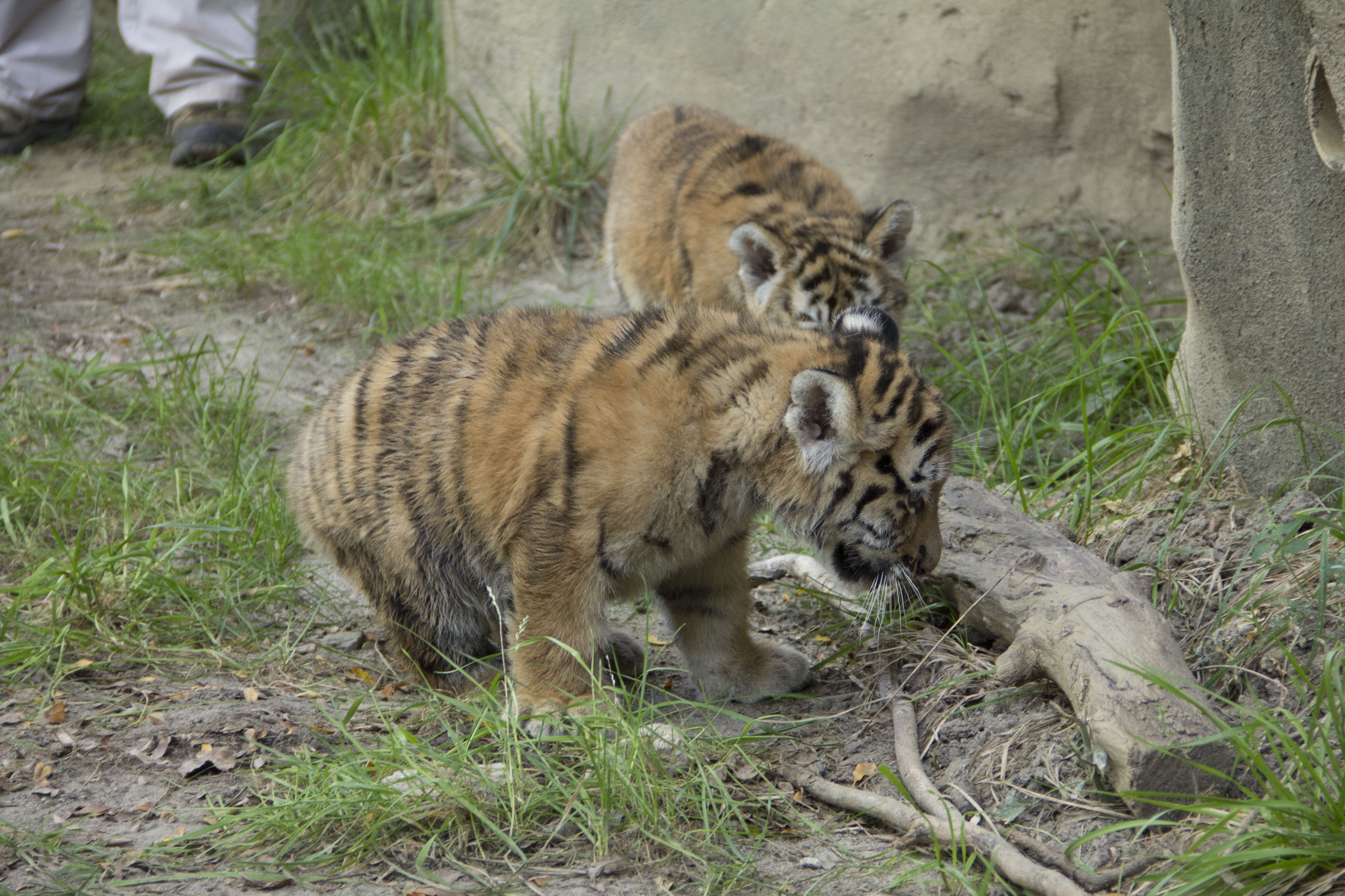 Au coeur du zoo  Lamantin adoré (1).jpg
