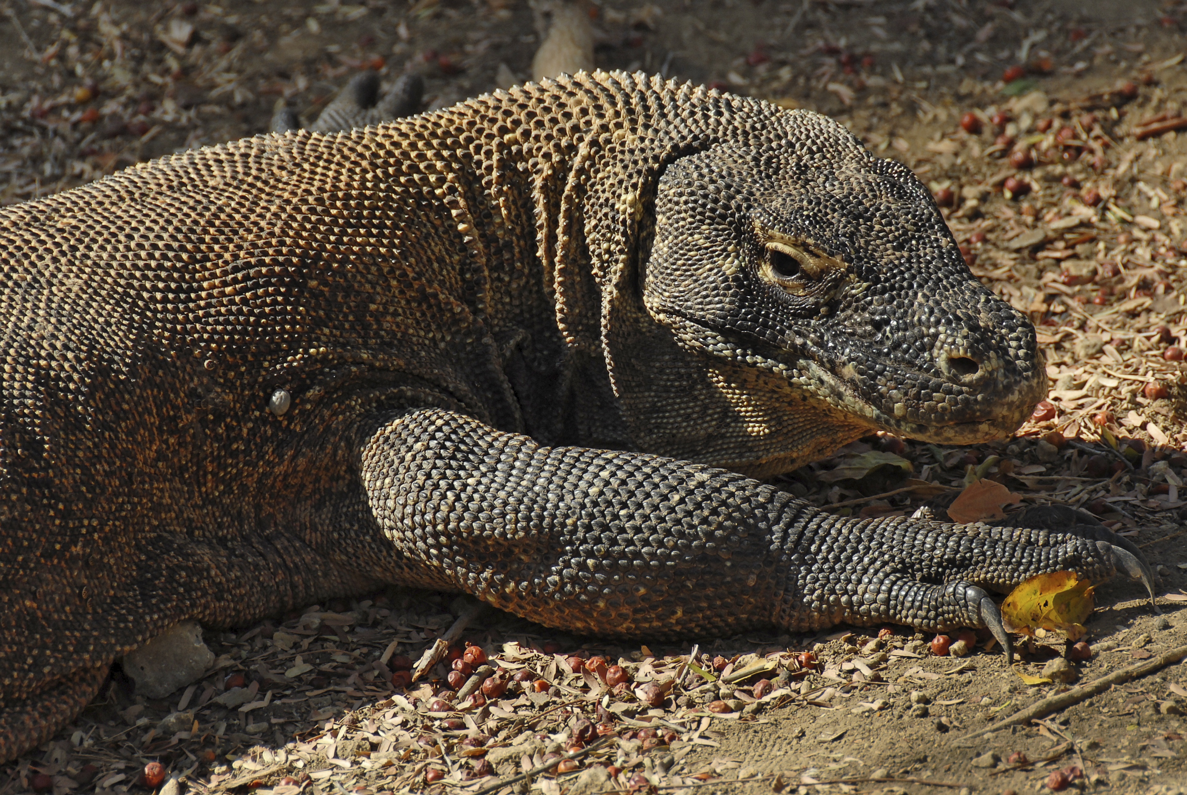 Dragons de Komodo (1).jpg