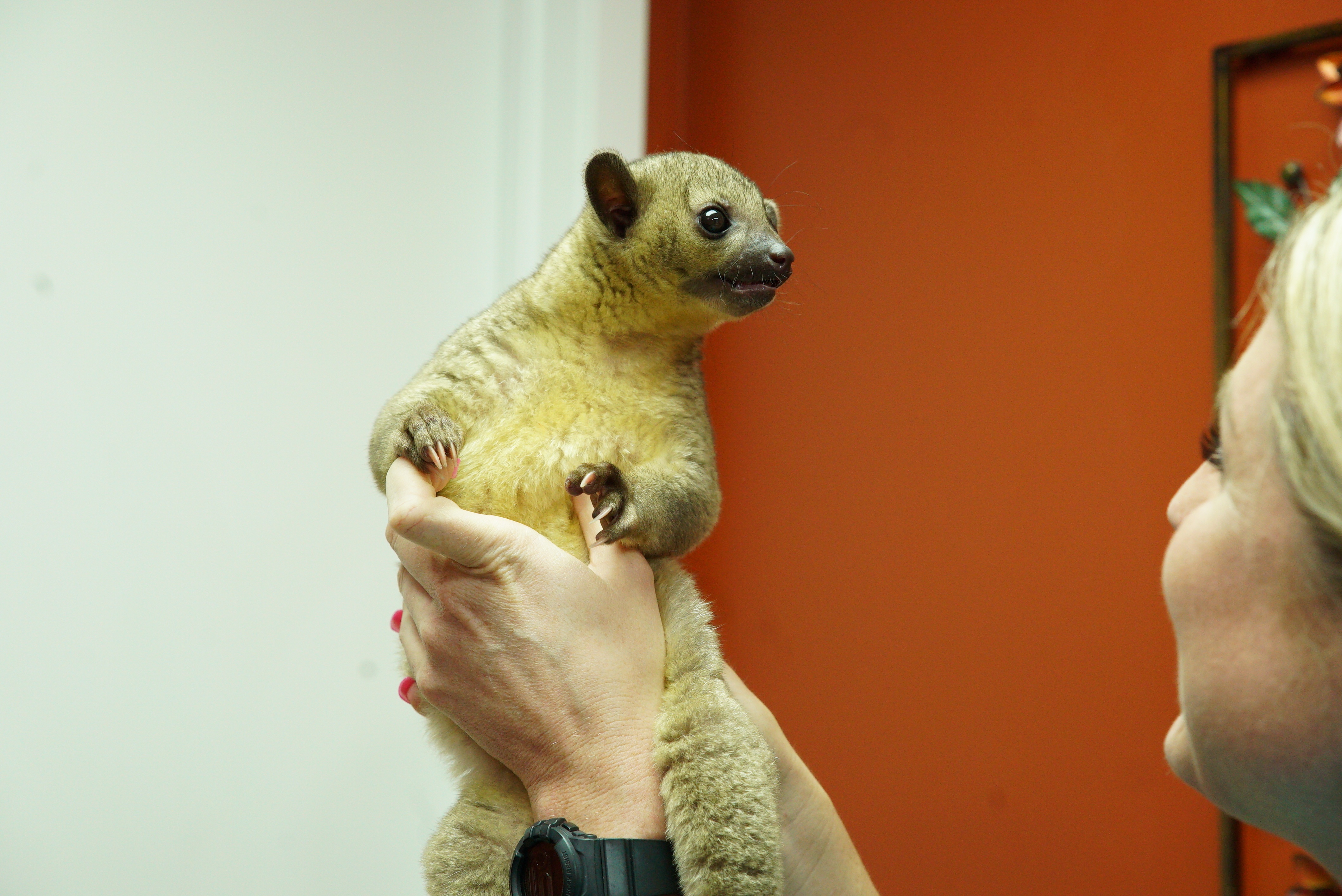 La clinique des animaux exotiques  Lapin royal.jpg
