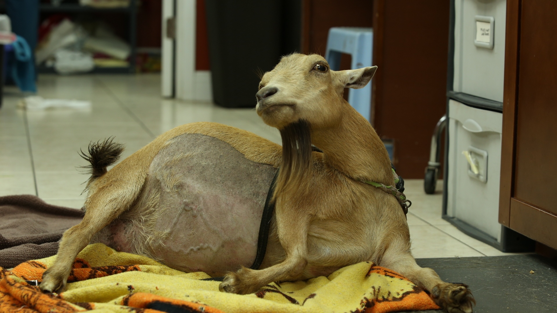 La clinique des animaux exotiques  La guérison du cochon.jpg