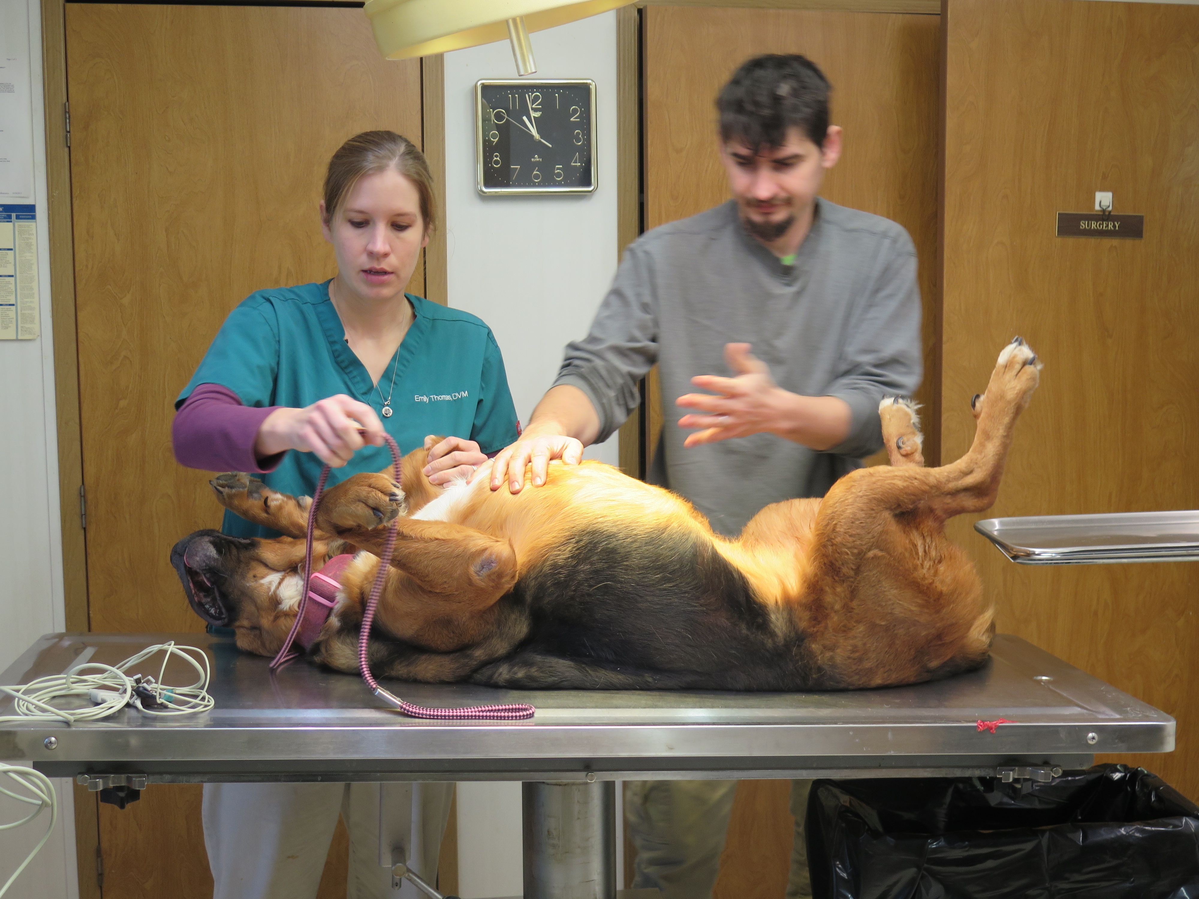 L'incroyable Dr Pol  La brigade canine débarque (2).jpg