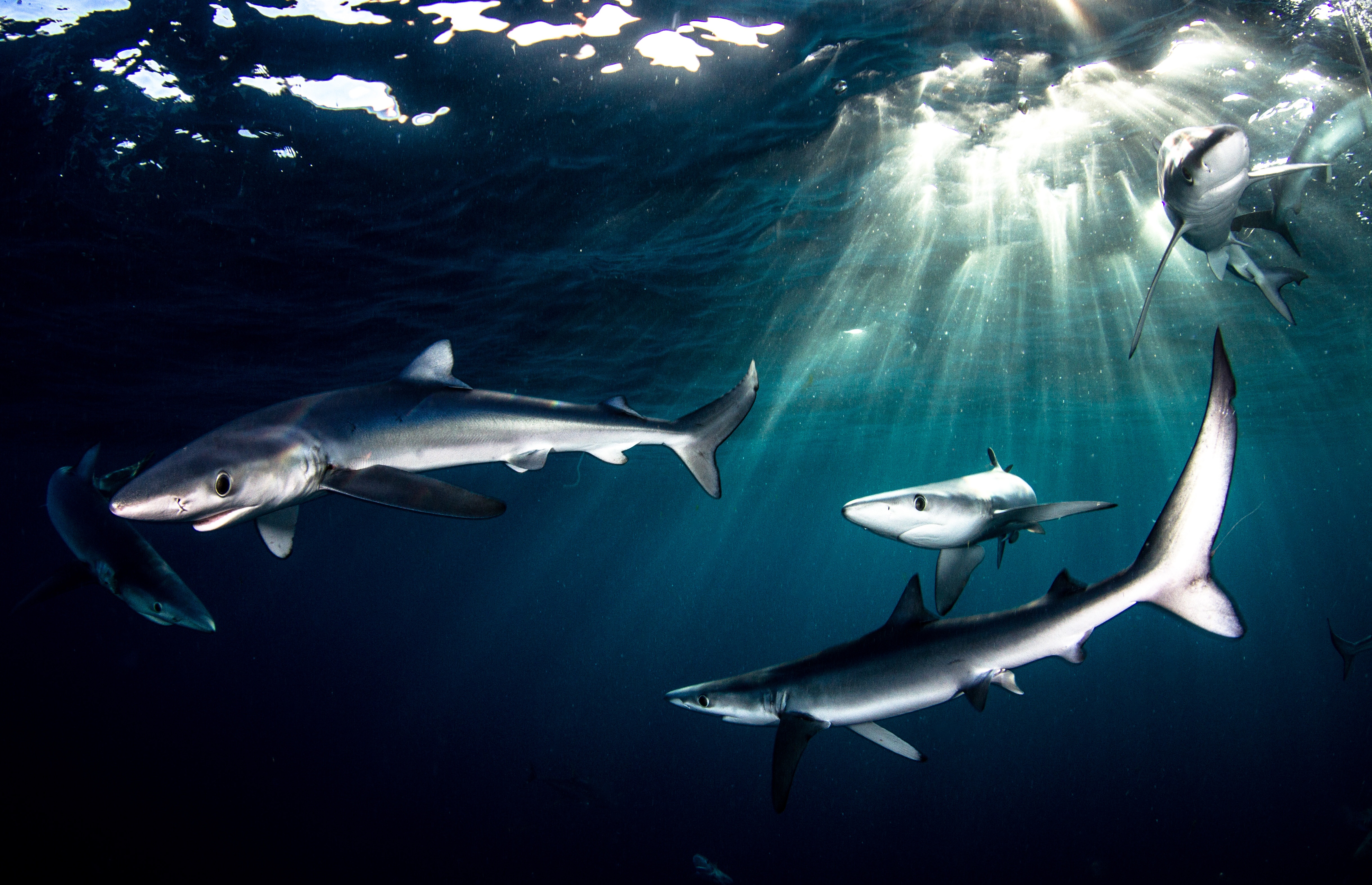 Un festin de requins (2).jpg
