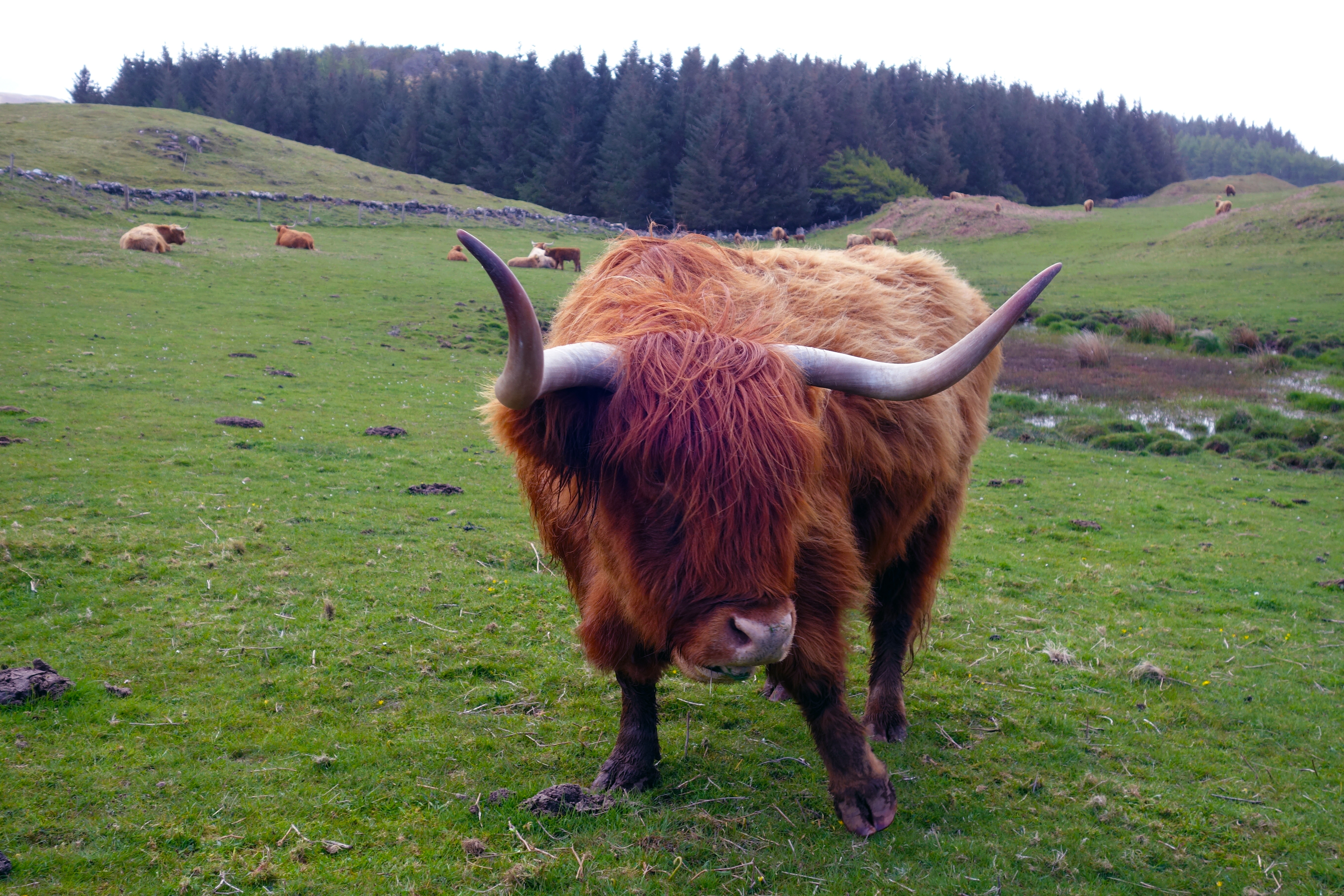 ROUTE ECOSSE Ile de Mull 3.JPG