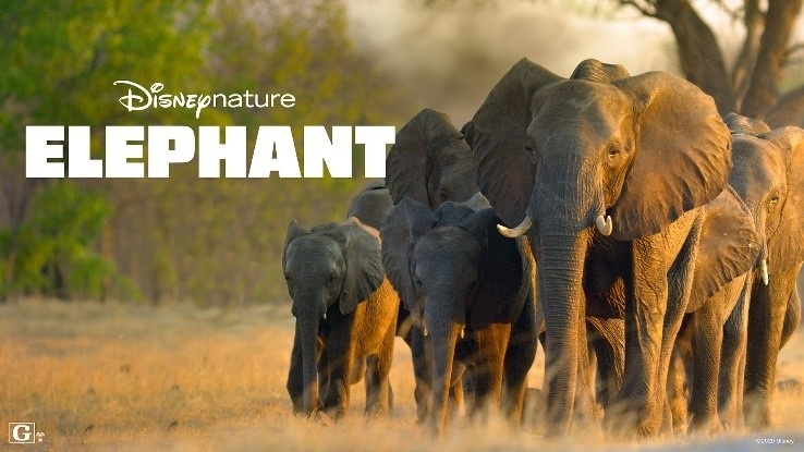 Elephant.jpg