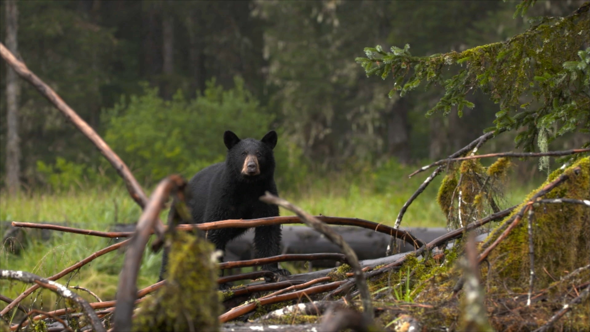 Alaska, survie avec les ours  L'abattoir des saumons (2).jpg