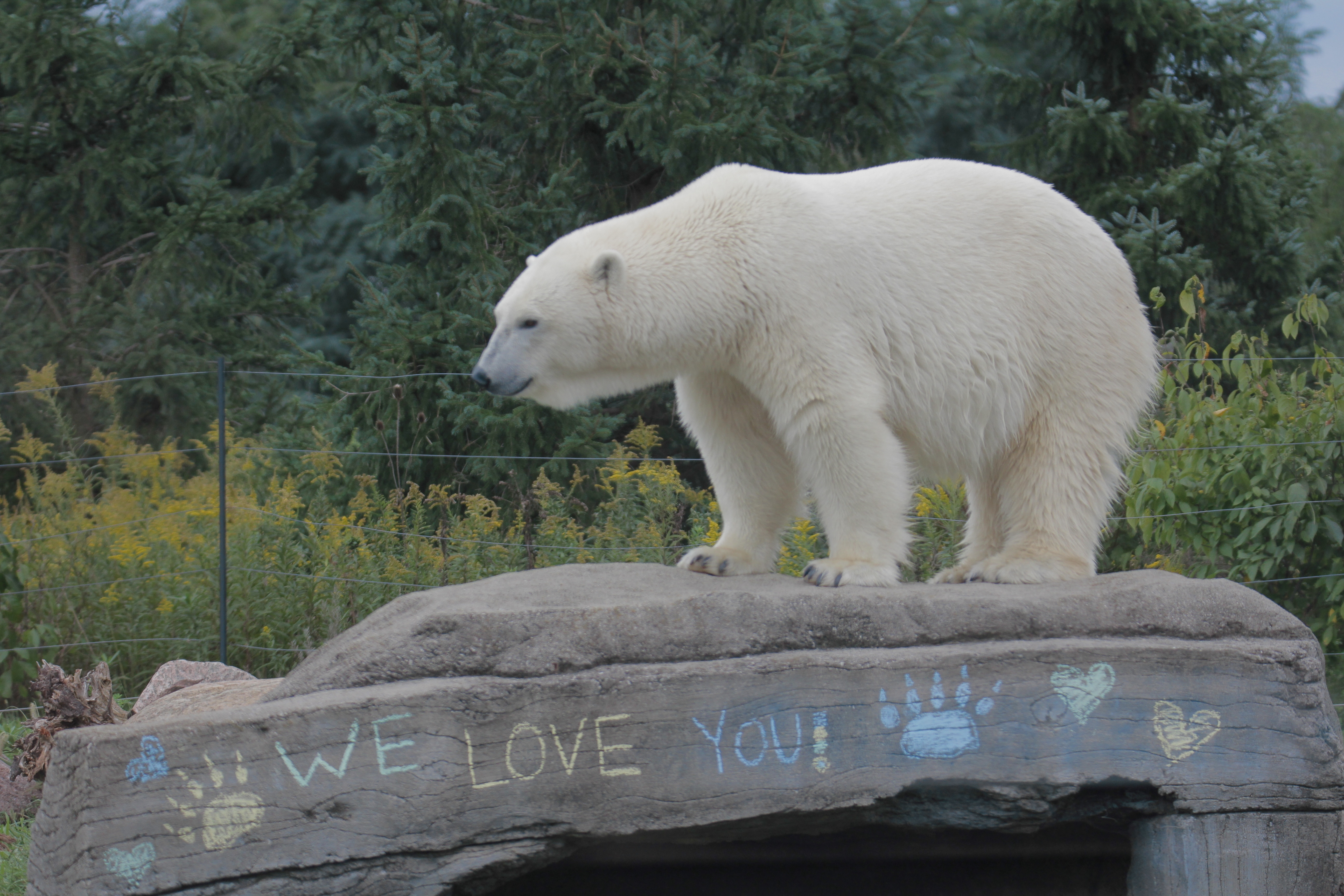Au cœur du zoo  La fête des ours (3).jpg