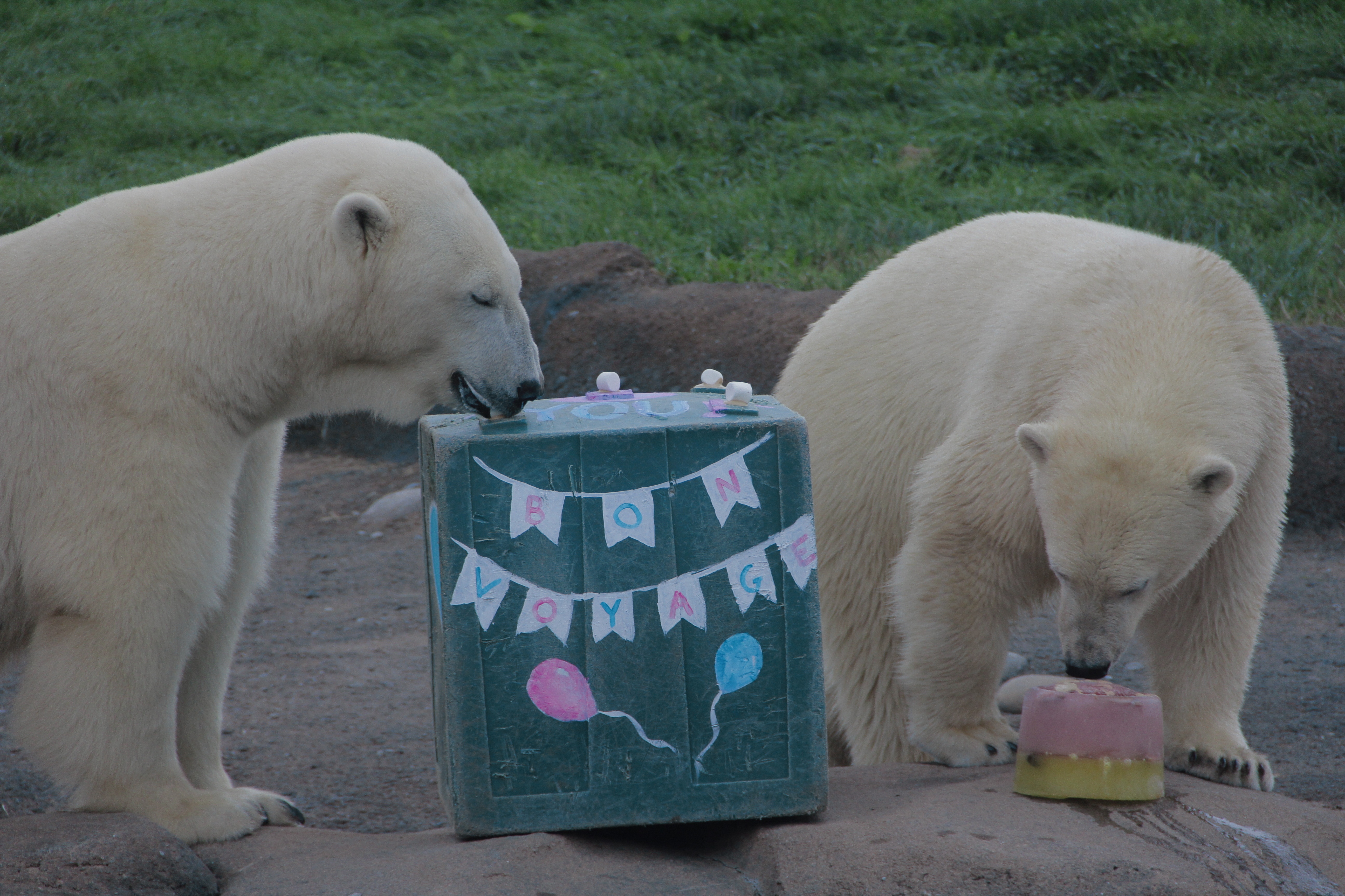 Au cœur du zoo  La fête des ours.jpg