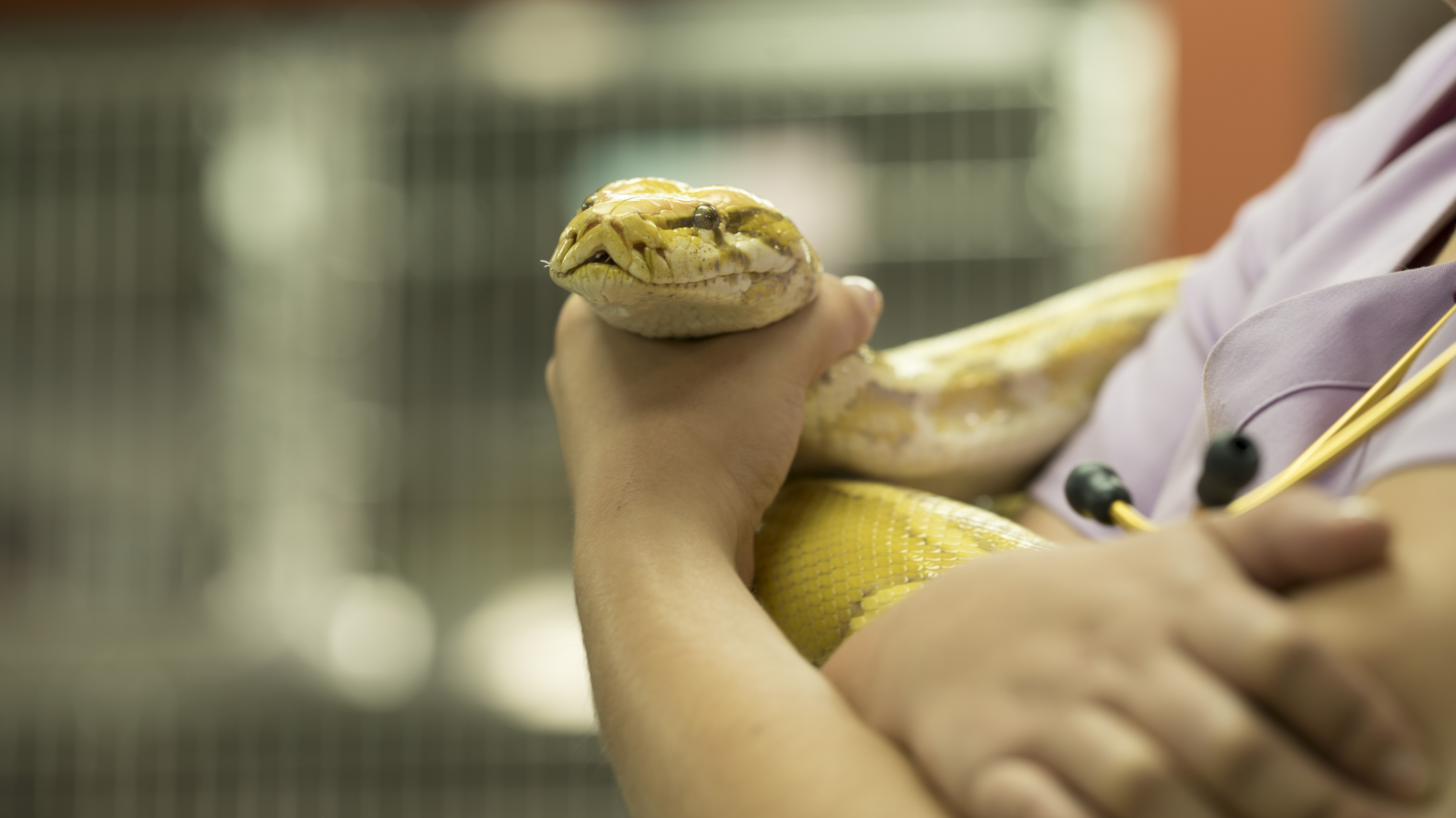 La clinique des animaux exotiques  Deux avis valent mieux qu’un (2).jpg