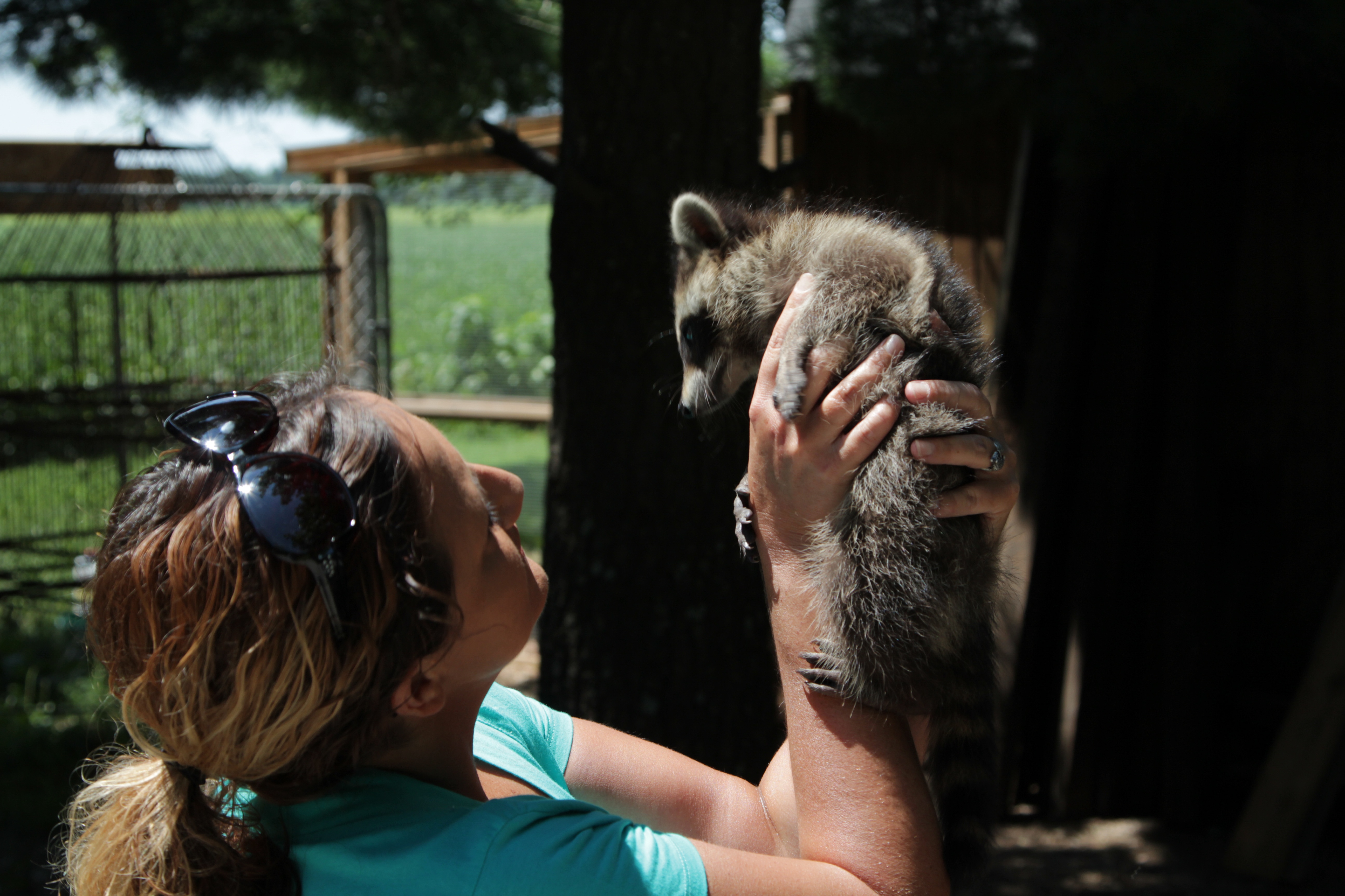 Le refuge du bonheur du raton-laveur (2).jpg