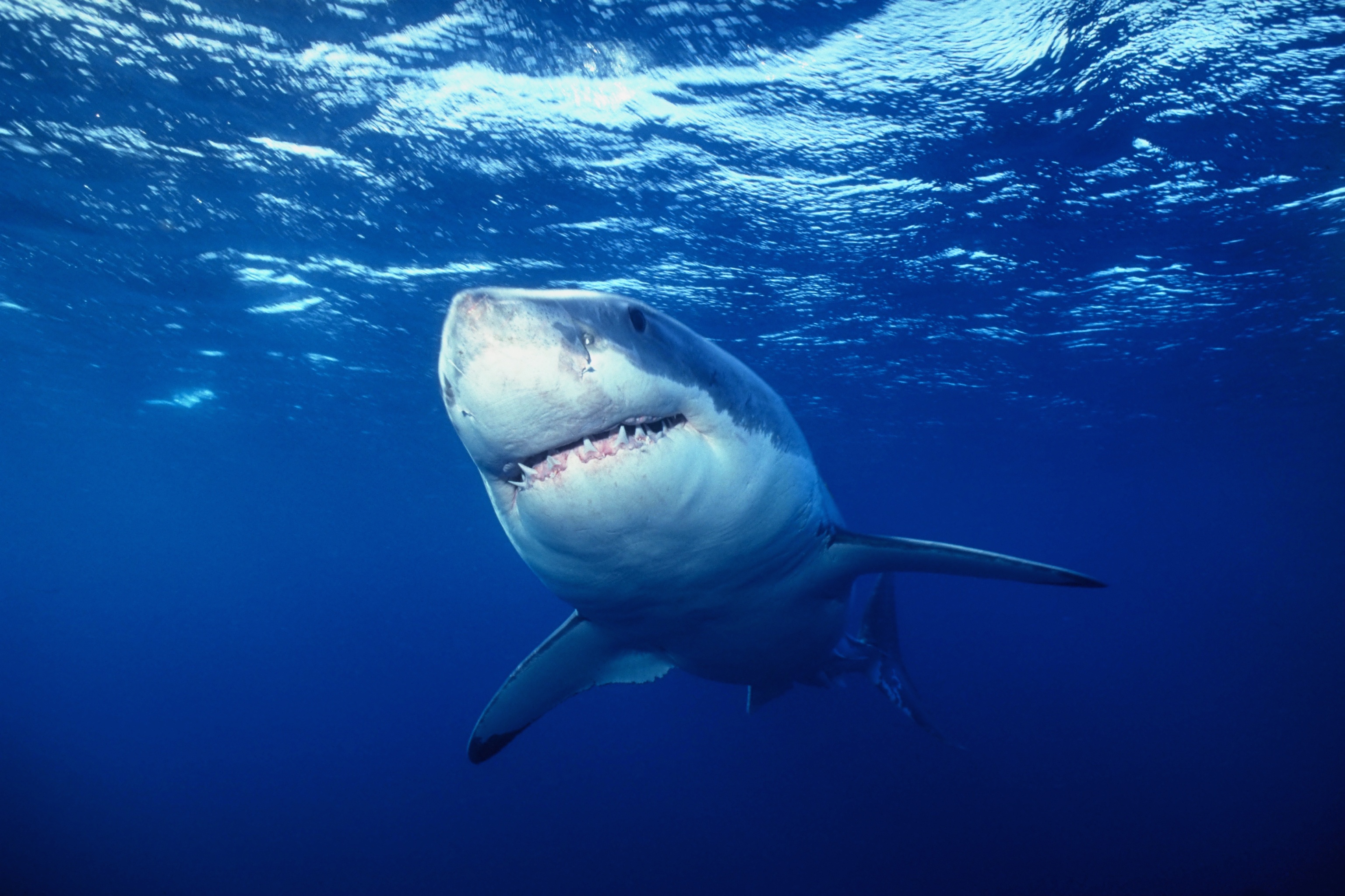 Les requins tueurs (1).JPG