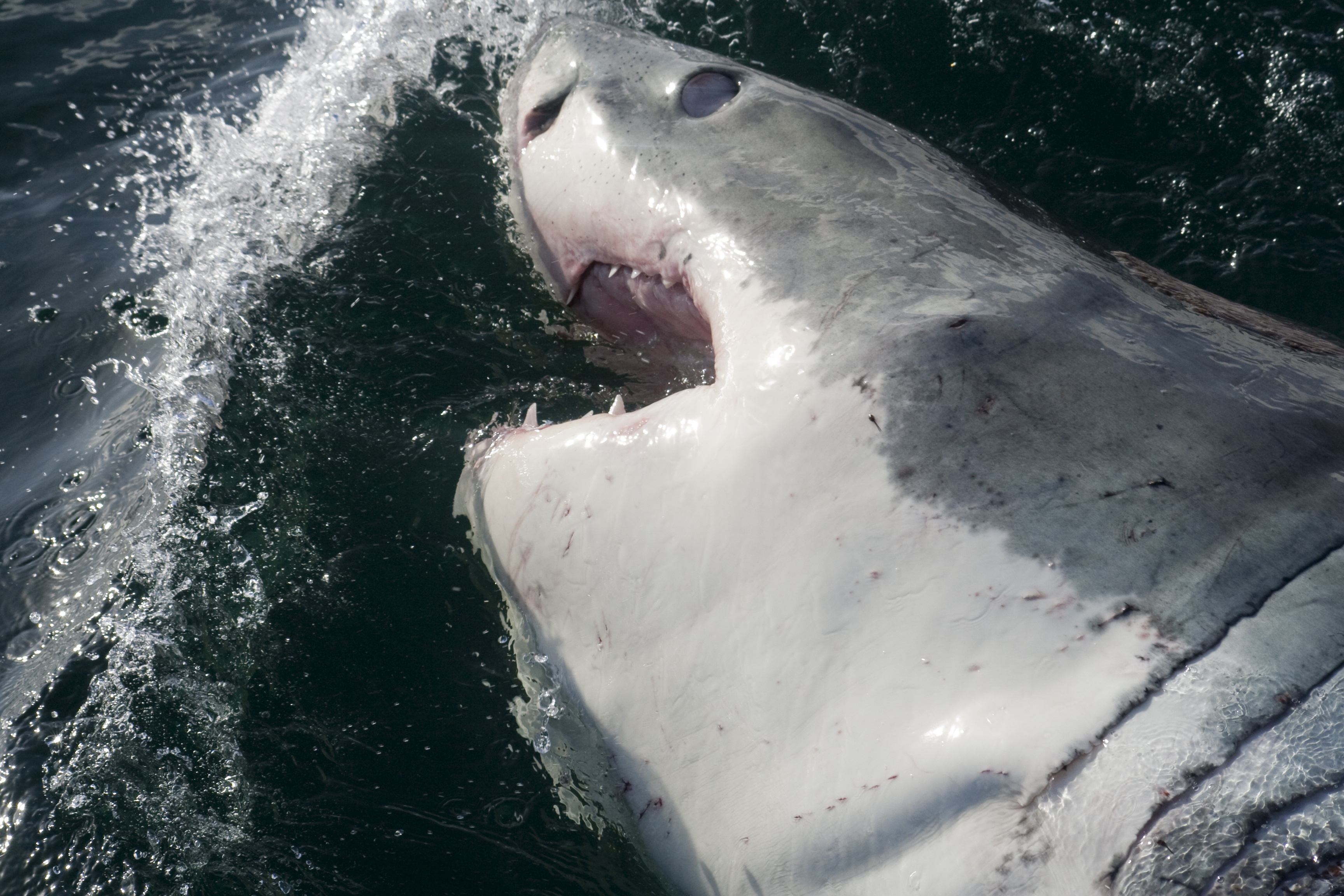 Les requins tueurs (2).JPG