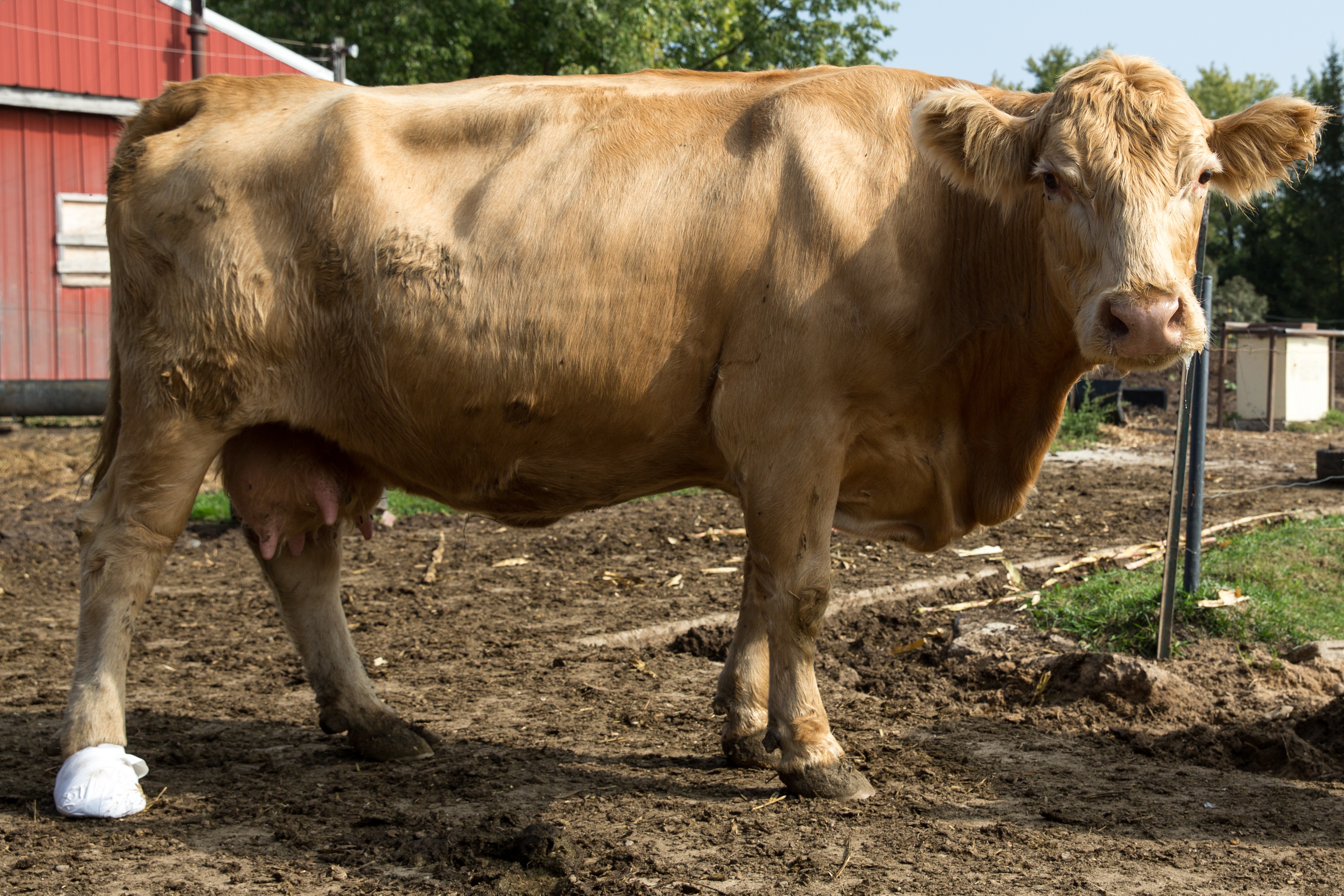 L'incroyable Dr Pol  Les vaches de l'apocalypse (1).jpg
