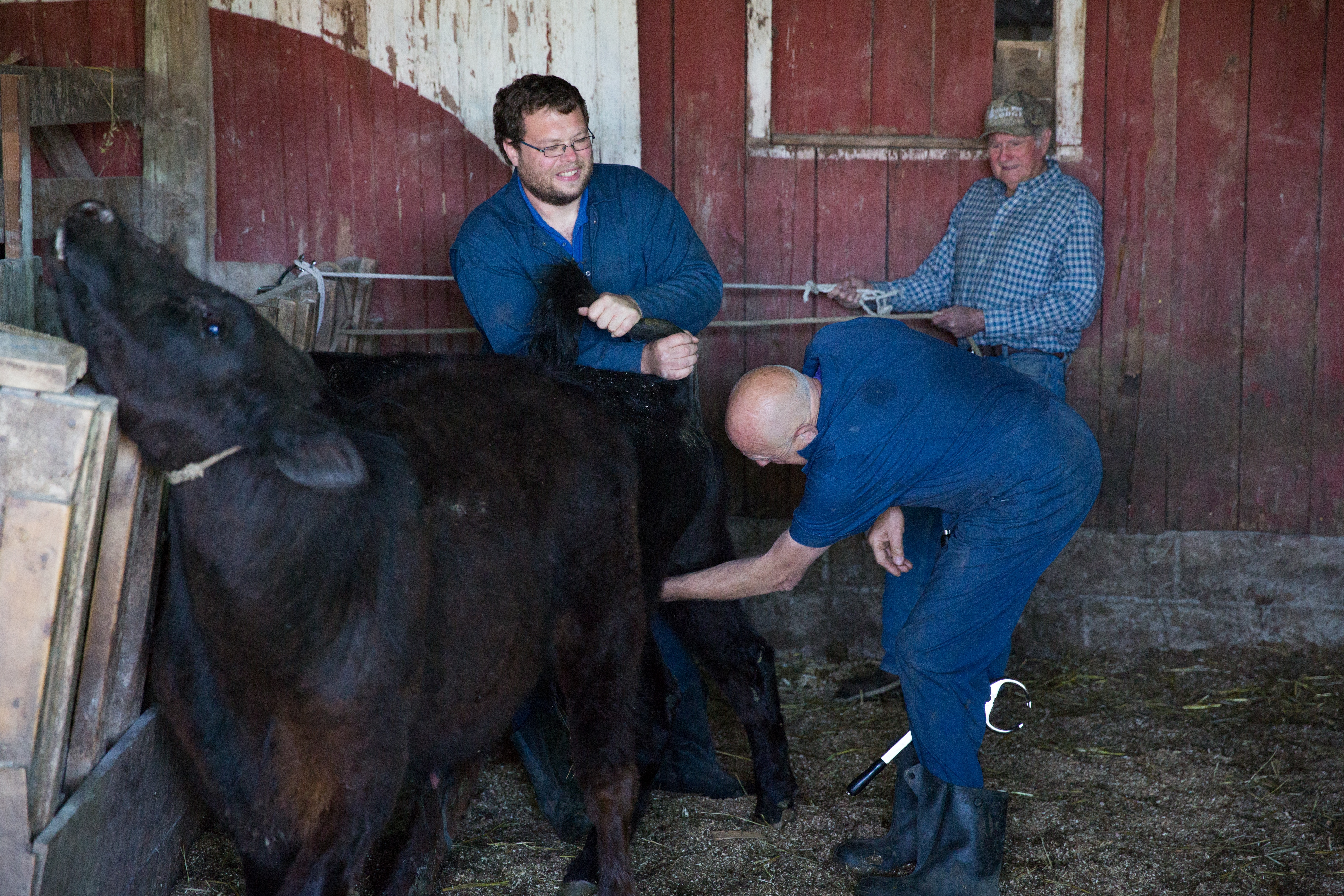 L'incroyable Dr Pol Prendre le taureau par les cornes (1).jpg