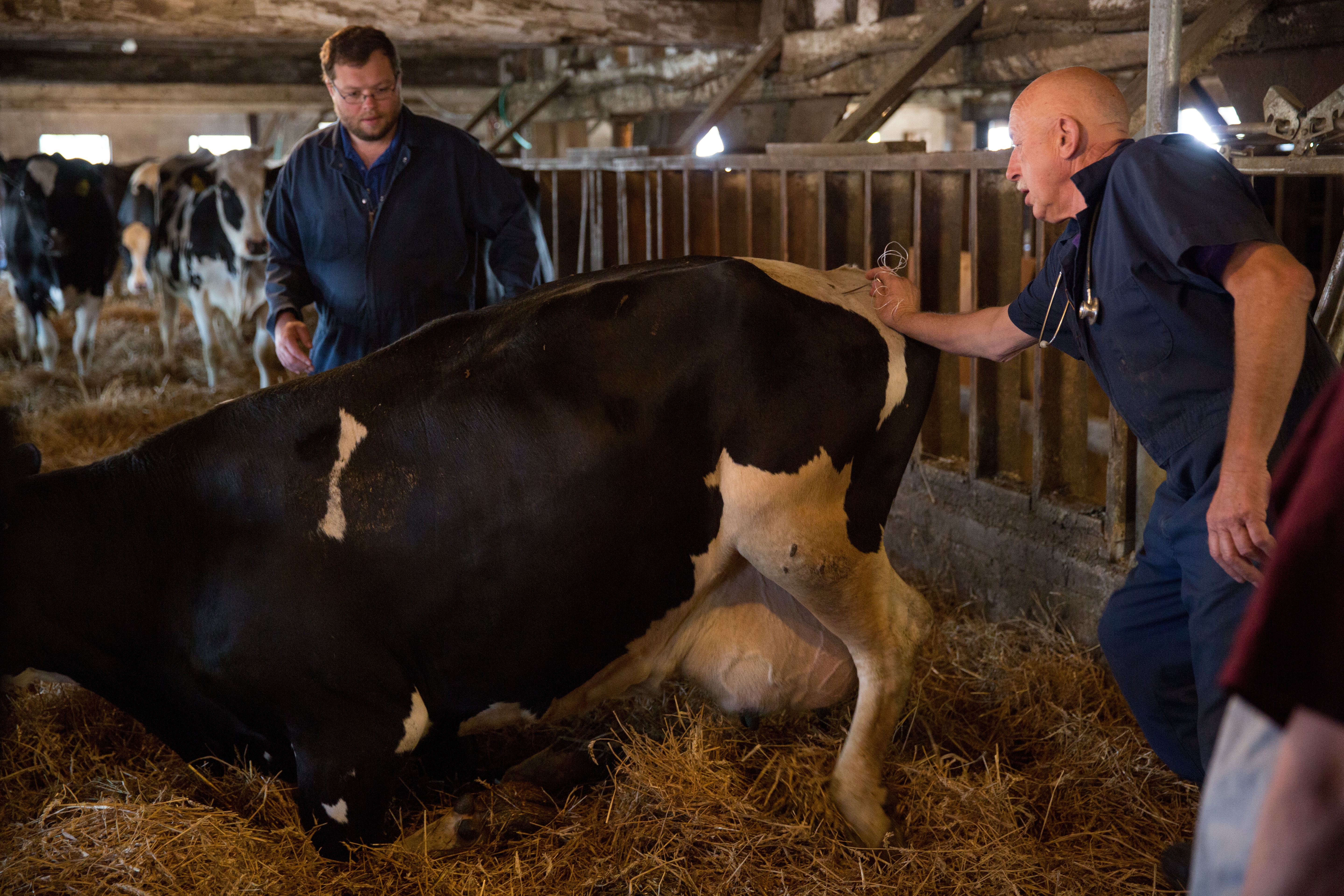 L'incroyable Dr Pol Prendre le taureau par les cornes.jpg