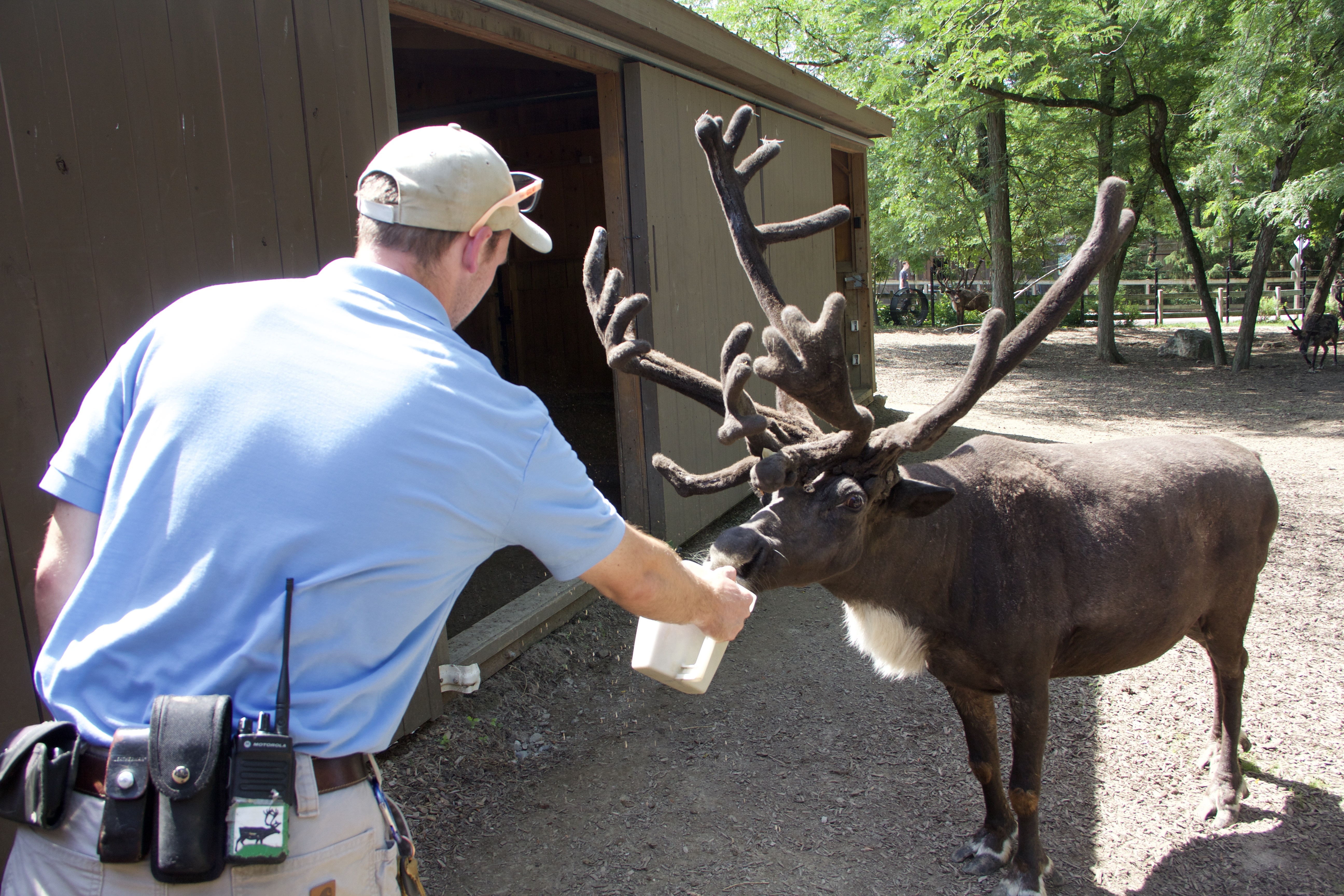 Au cœur du zoo  Un manchot heureux (1).jpg