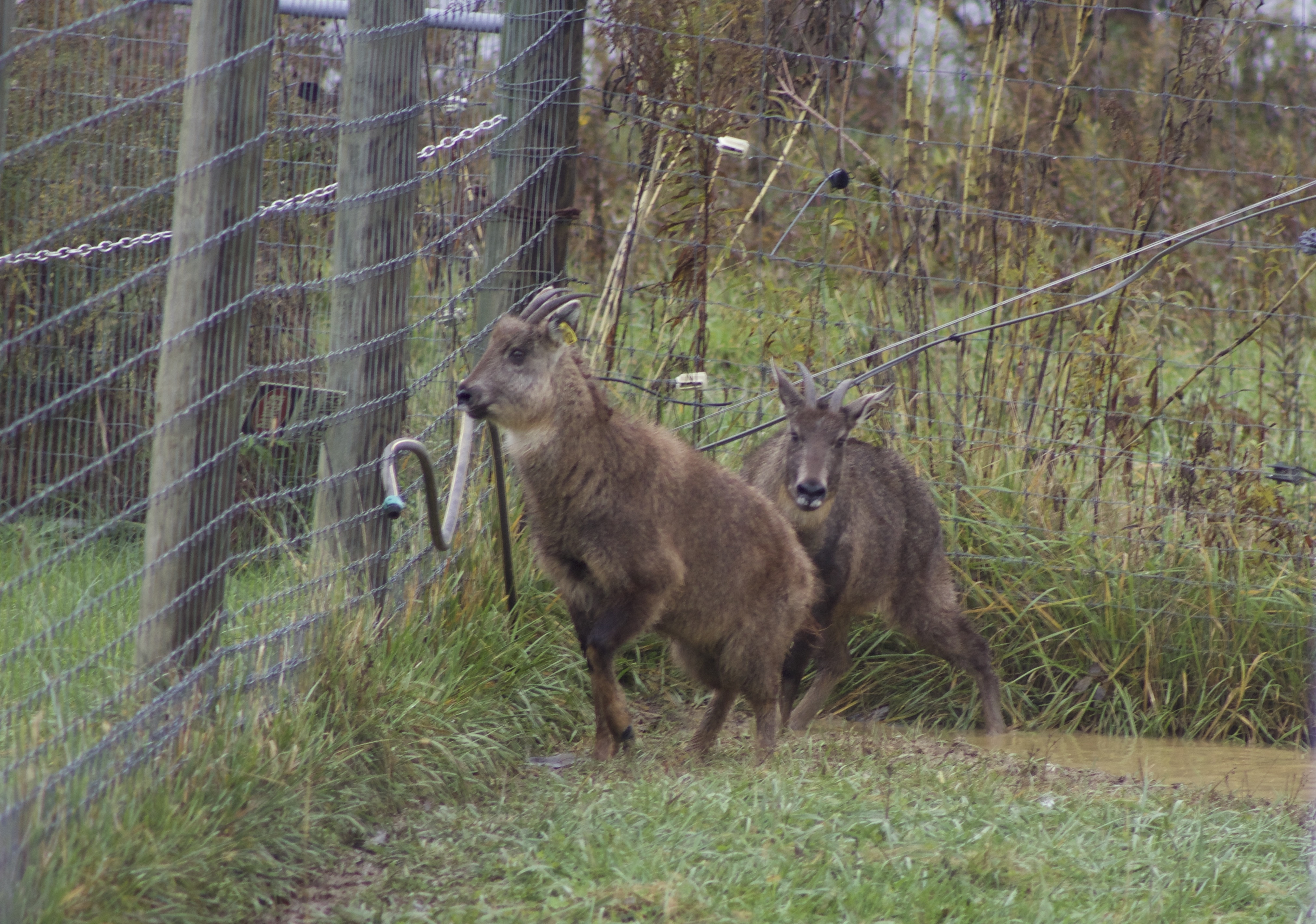 Au cœur du zoo  Un cerf épileptique (1).jpg