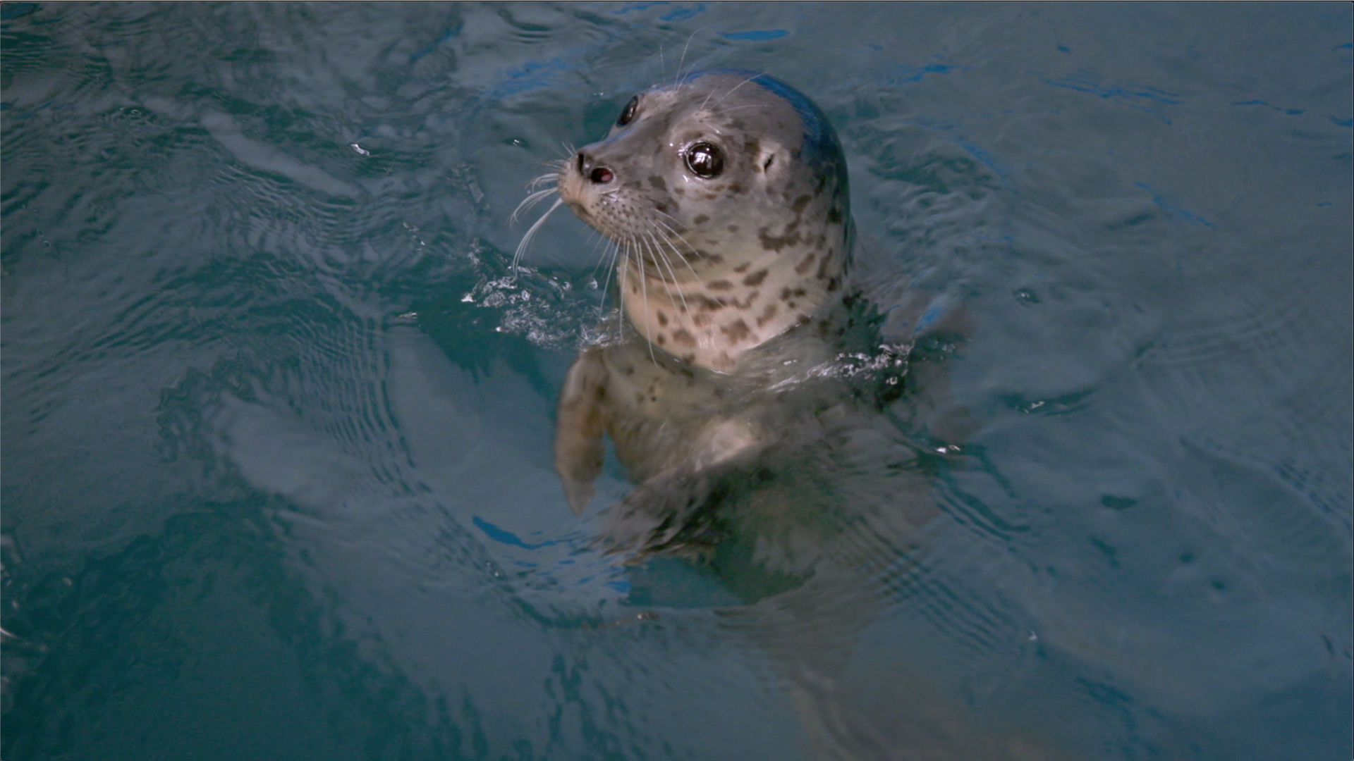 SOS Animaux Alaska le voyage du phoque (1).png