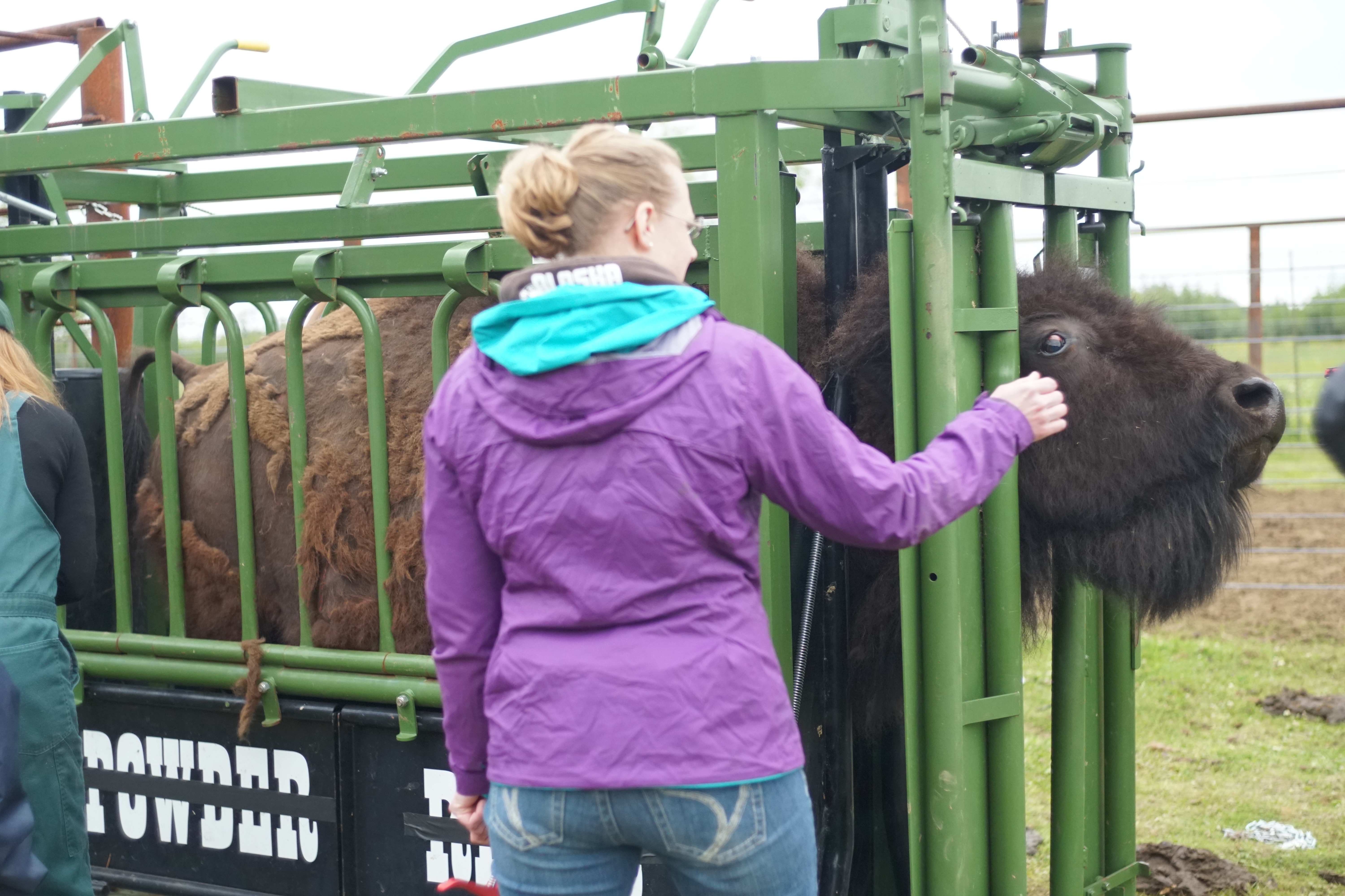 Michelle_ou_la_vie_sauvage_La_colere_du_bison (1).jpg