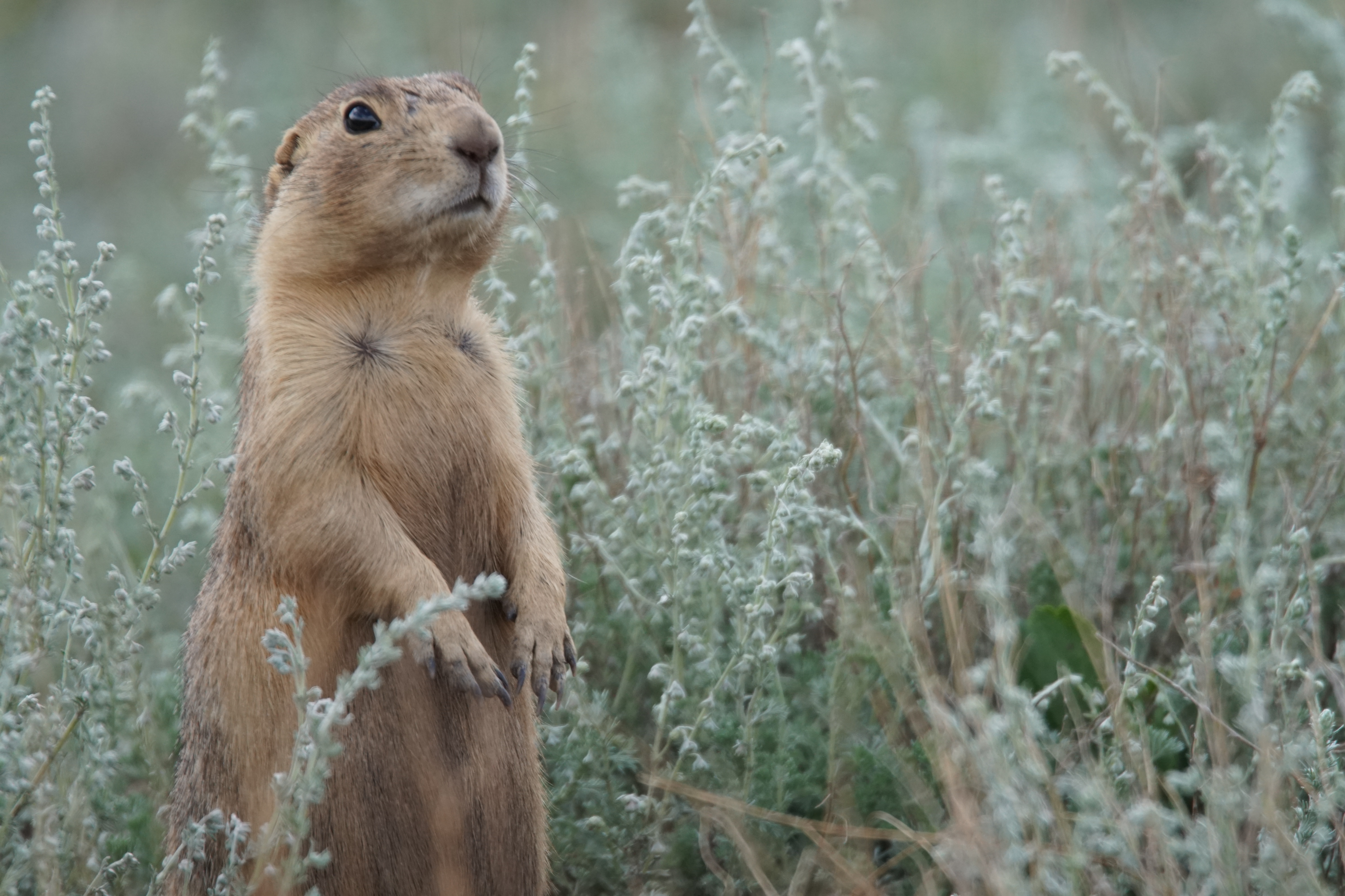 La dynastie des chiens de prairie  Petit chenapan.jpg