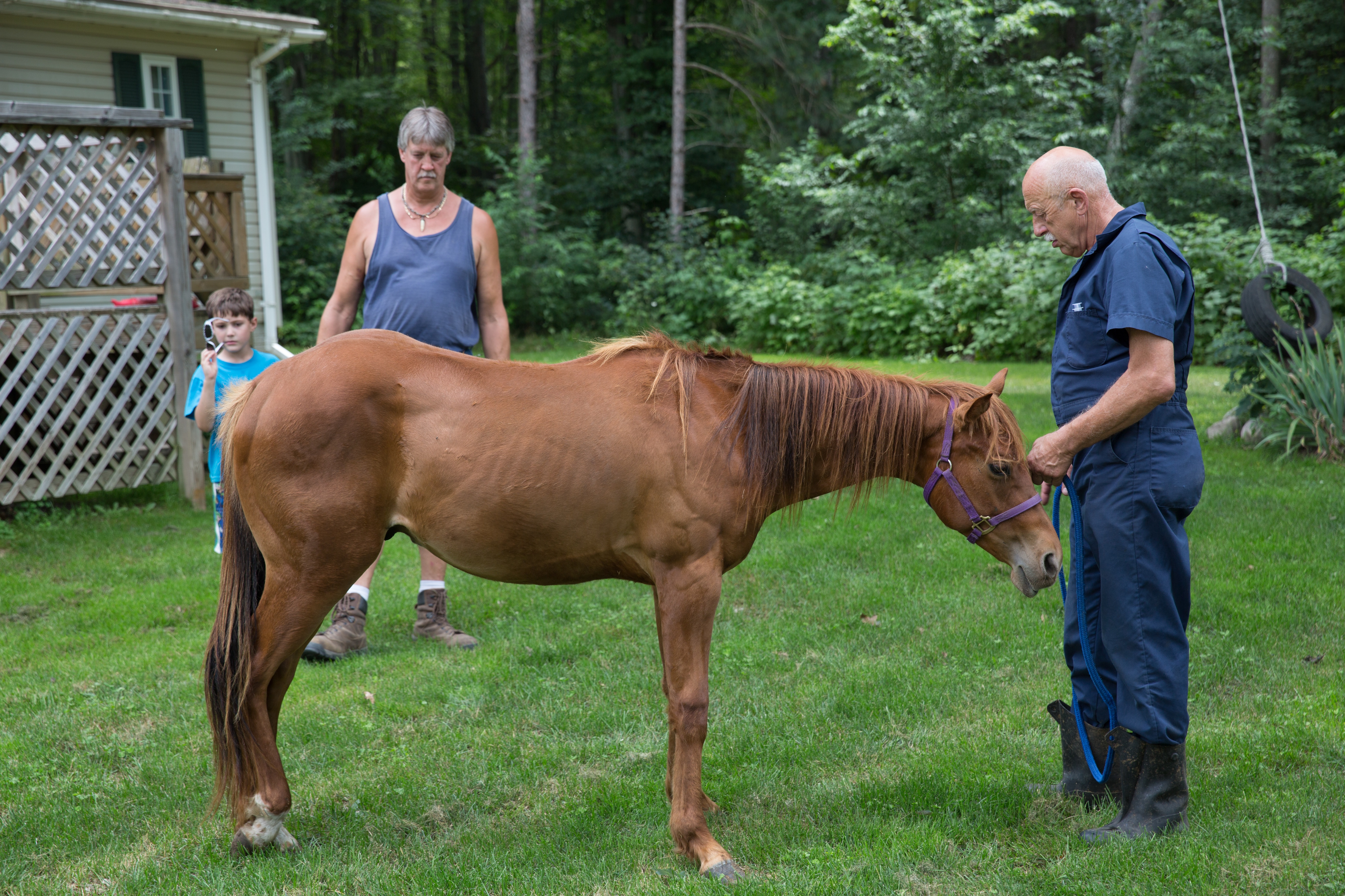 L'incroyable Dr Pol  Des taureaux en colère.jpg