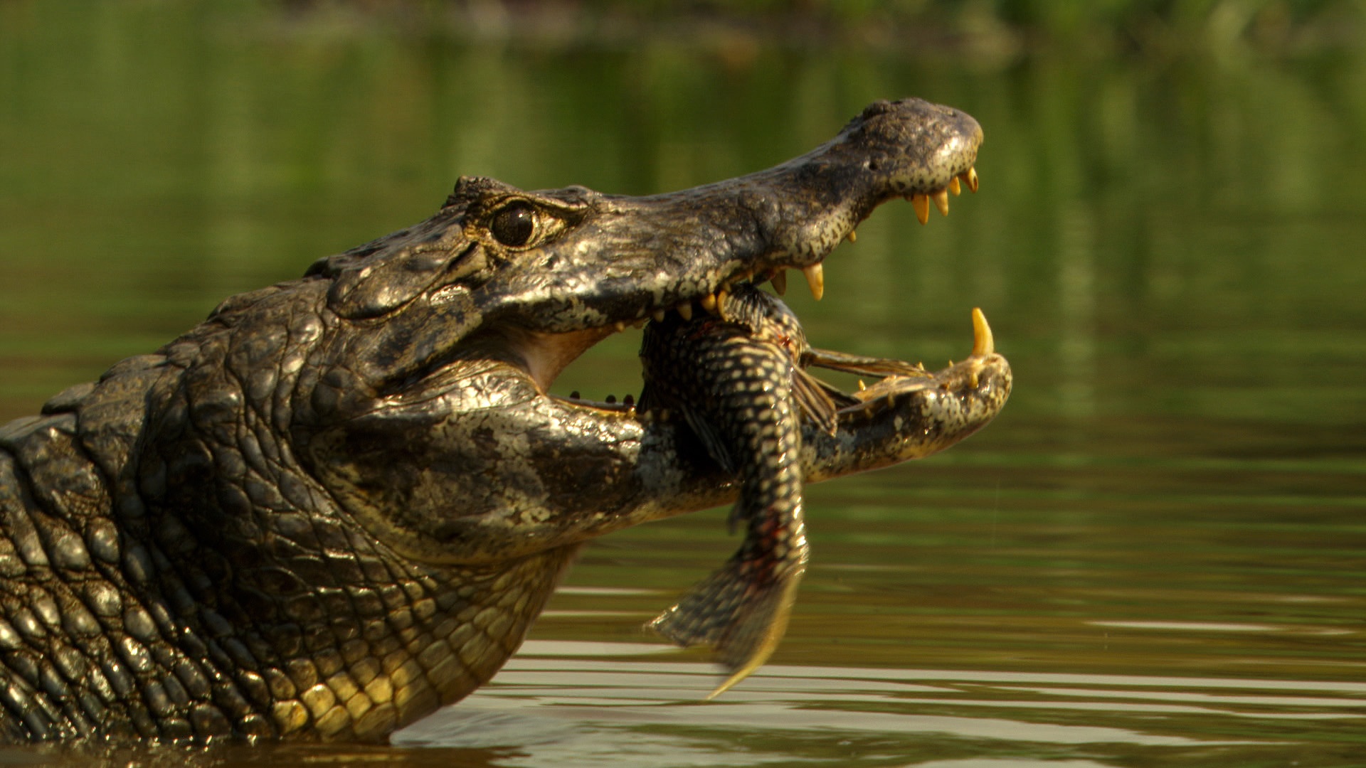 La planète des reptiles (1).jpg