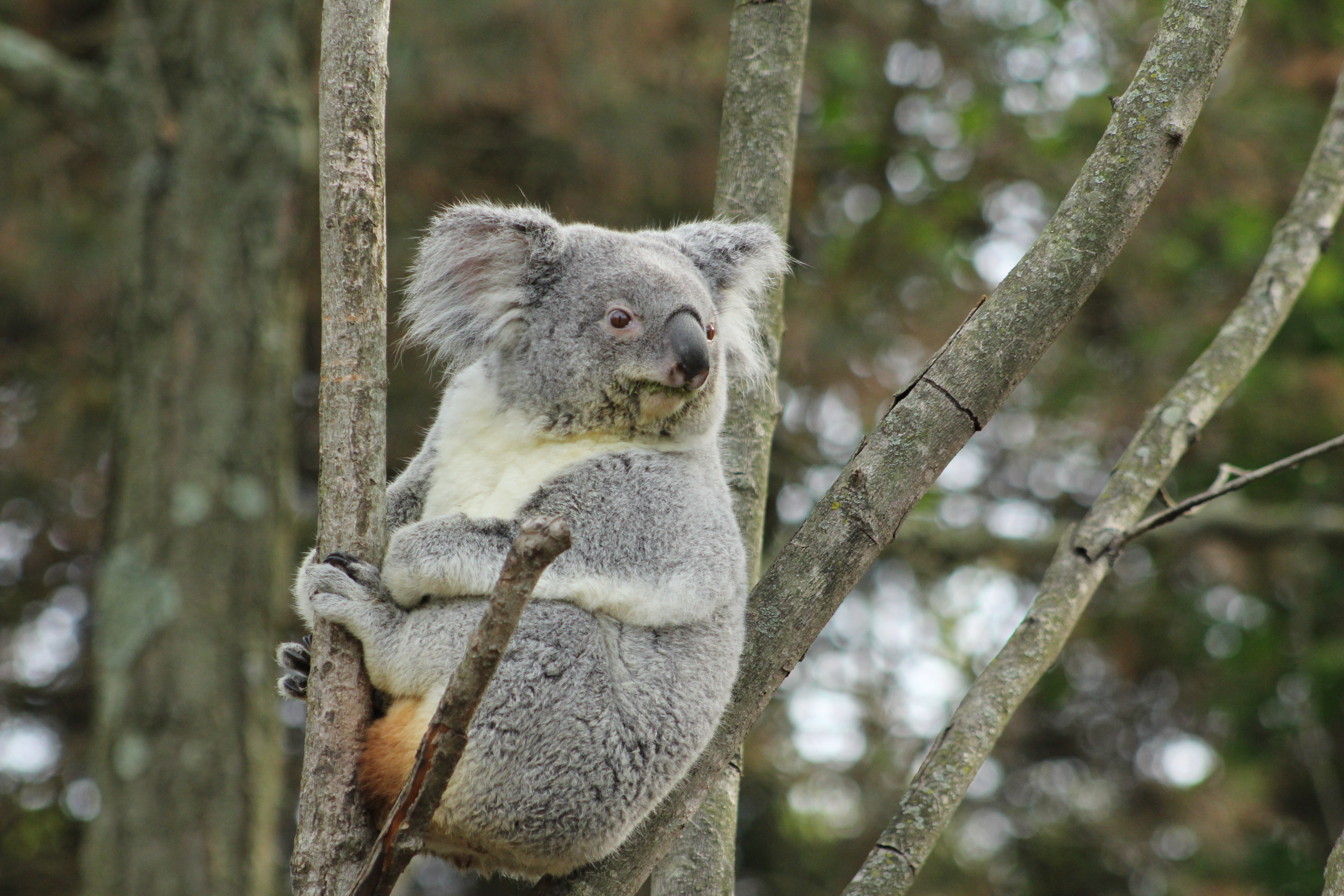 Au cœur du zoo  L’attente de l’éléphanteau.jpg