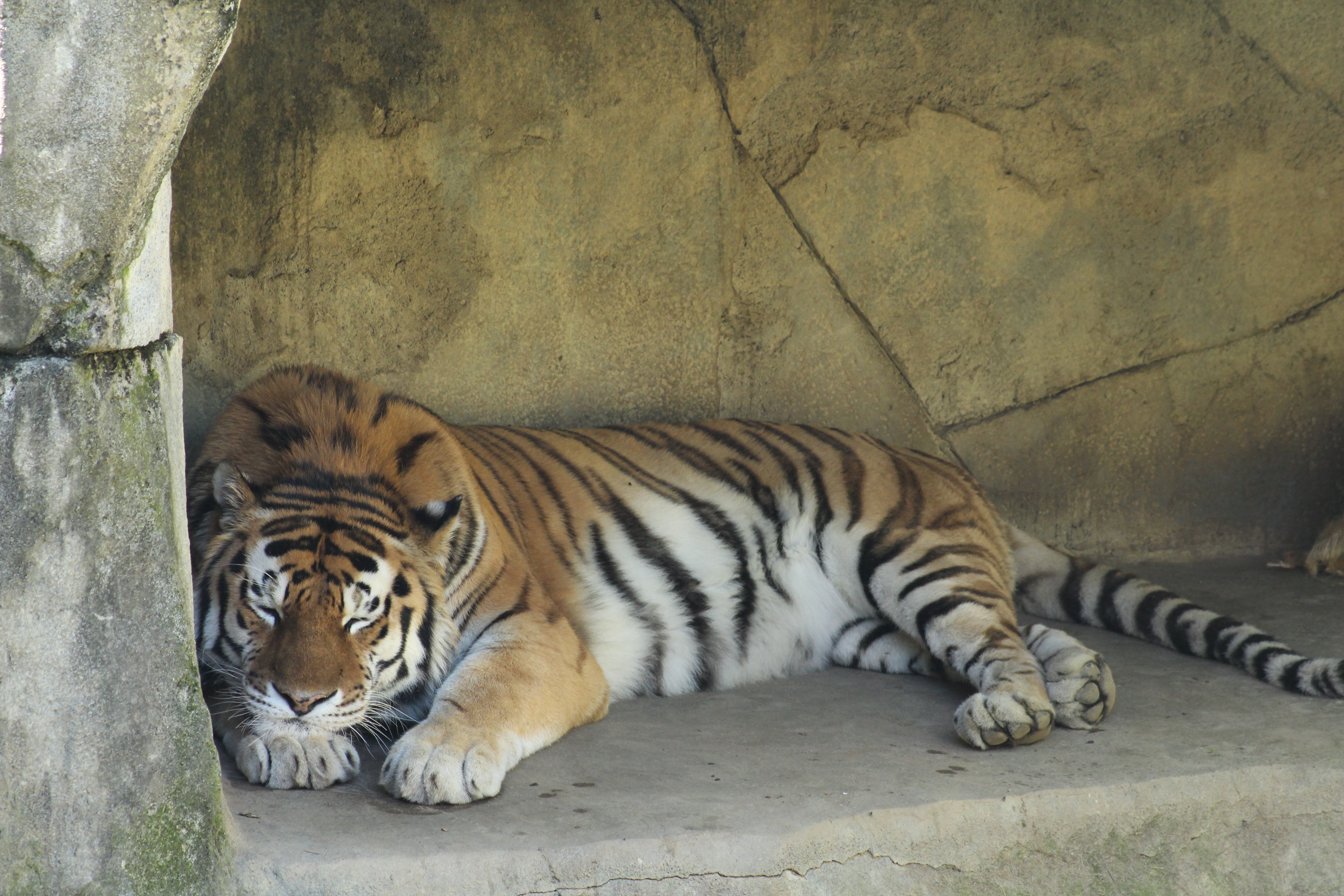 Au cœur du zoo  L’attente de l’éléphanteau (1).jpg