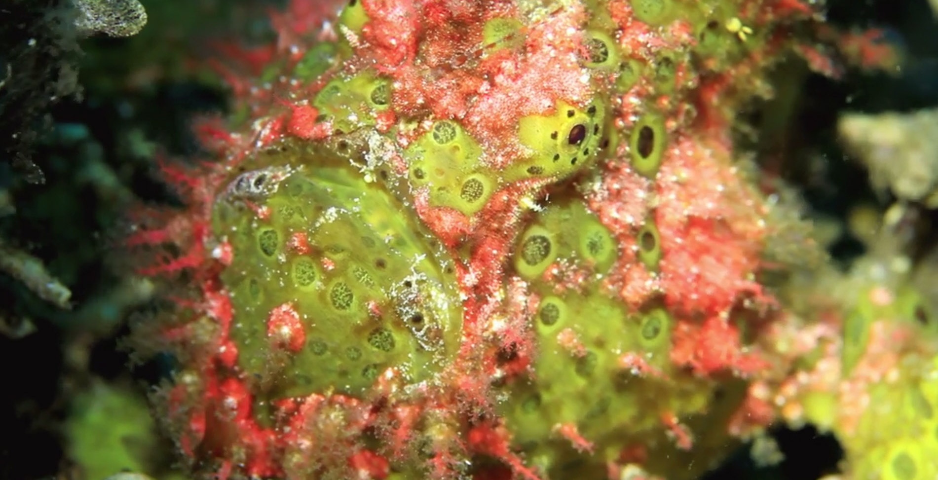 Incroyables poissons.jpg
