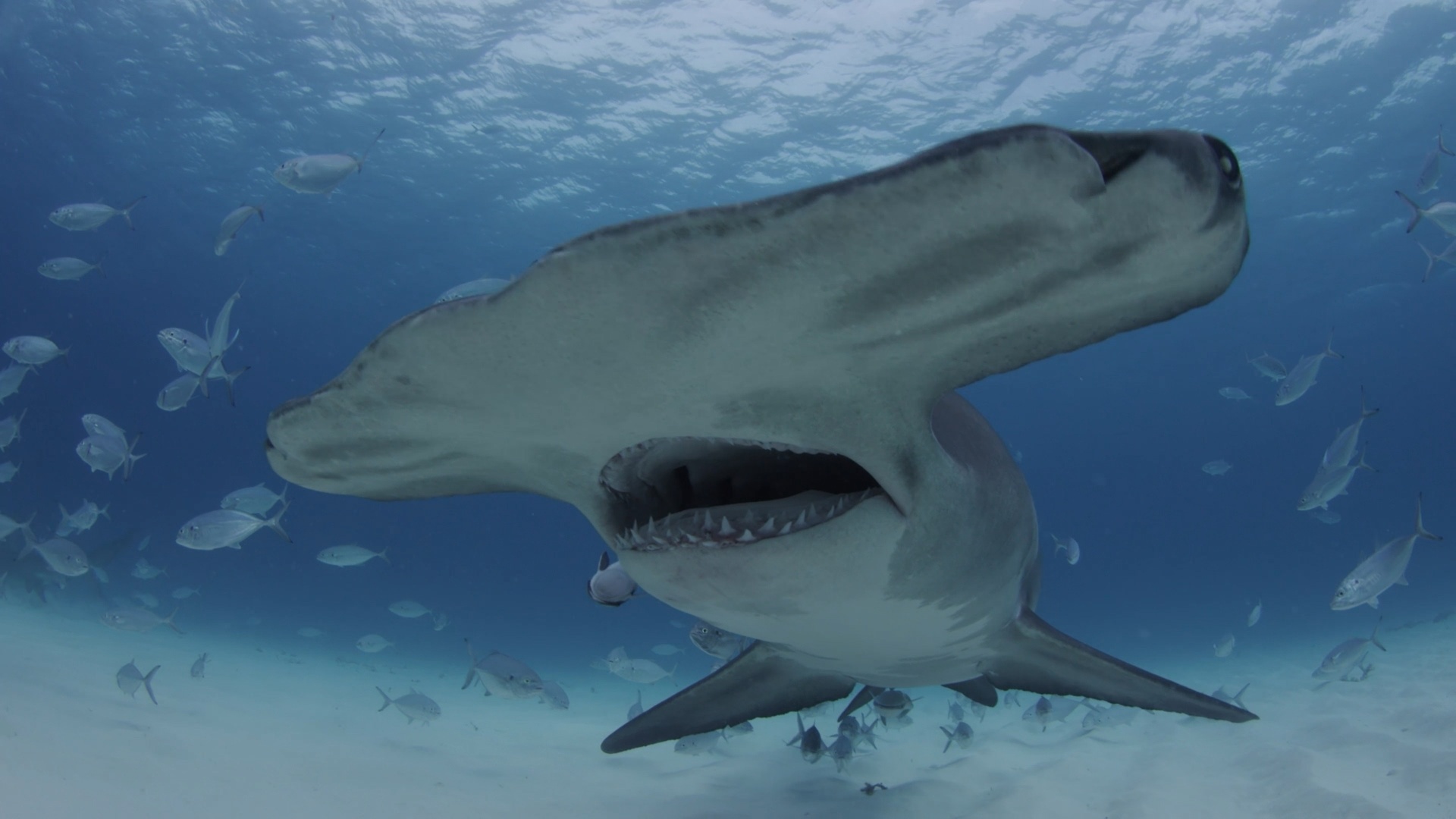MostWantedSharks (2).jpg