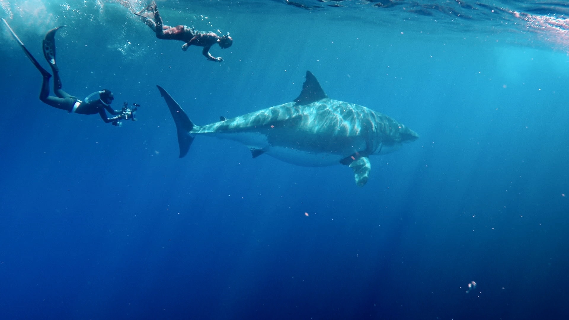 MostWantedSharks (4).jpg