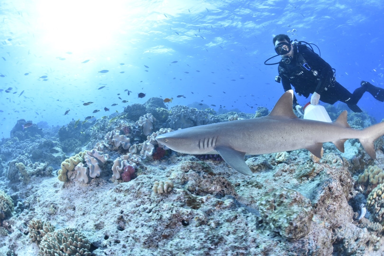 OperationSharklift_02.jpg