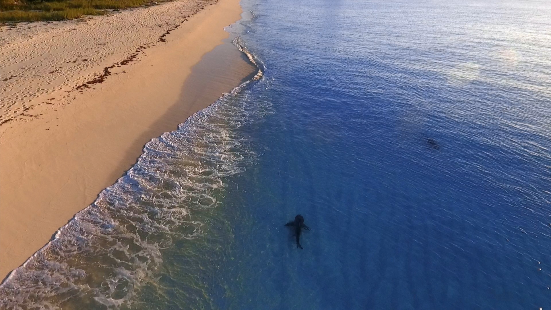 RagingBullShark (1).jpg