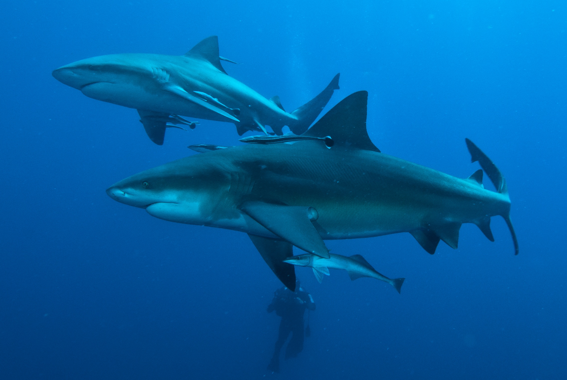 InvastionOfTheBullSharks (2).jpg