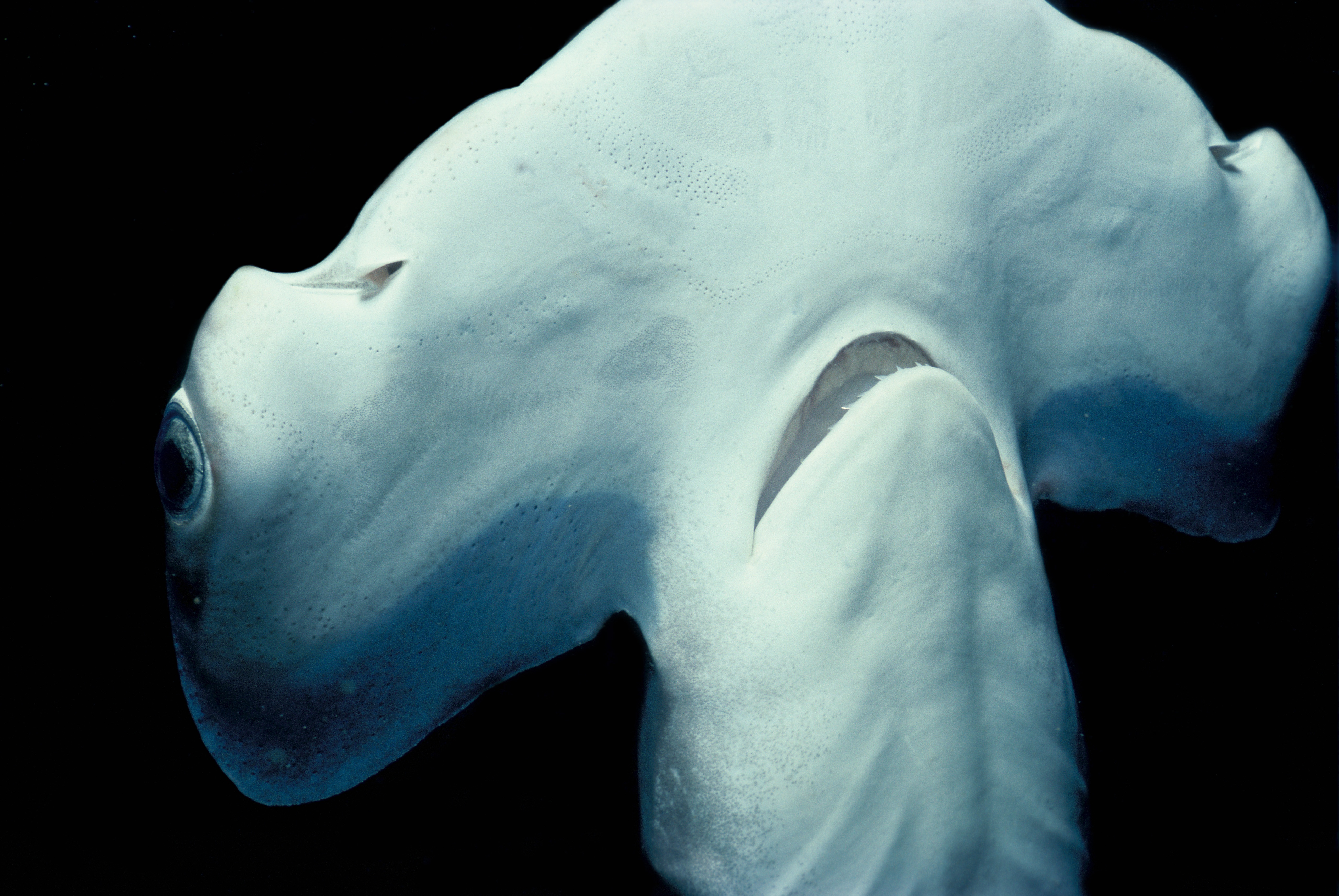 Étranges requins (2).jpg