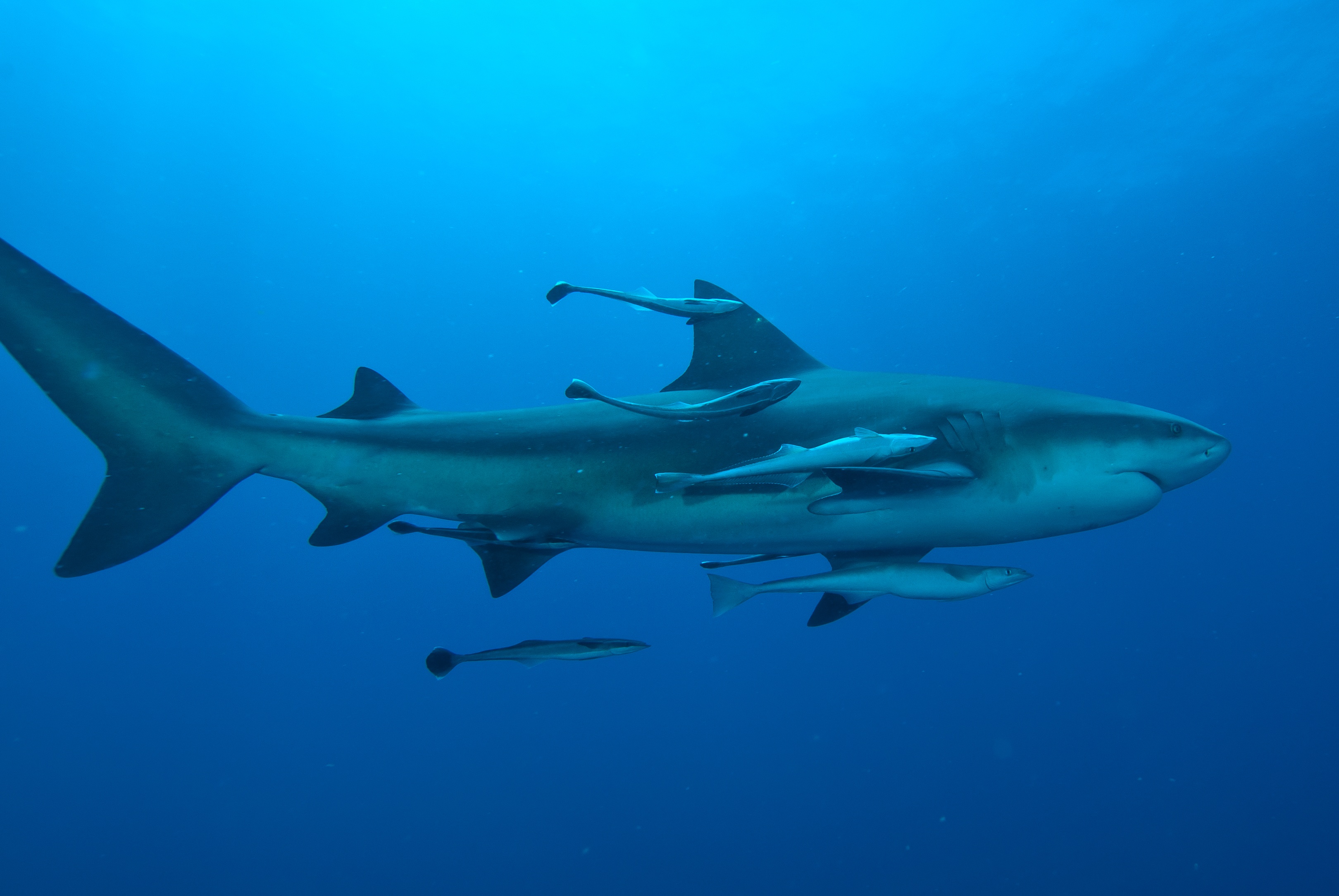InvastionOfTheBullSharks (1).jpg