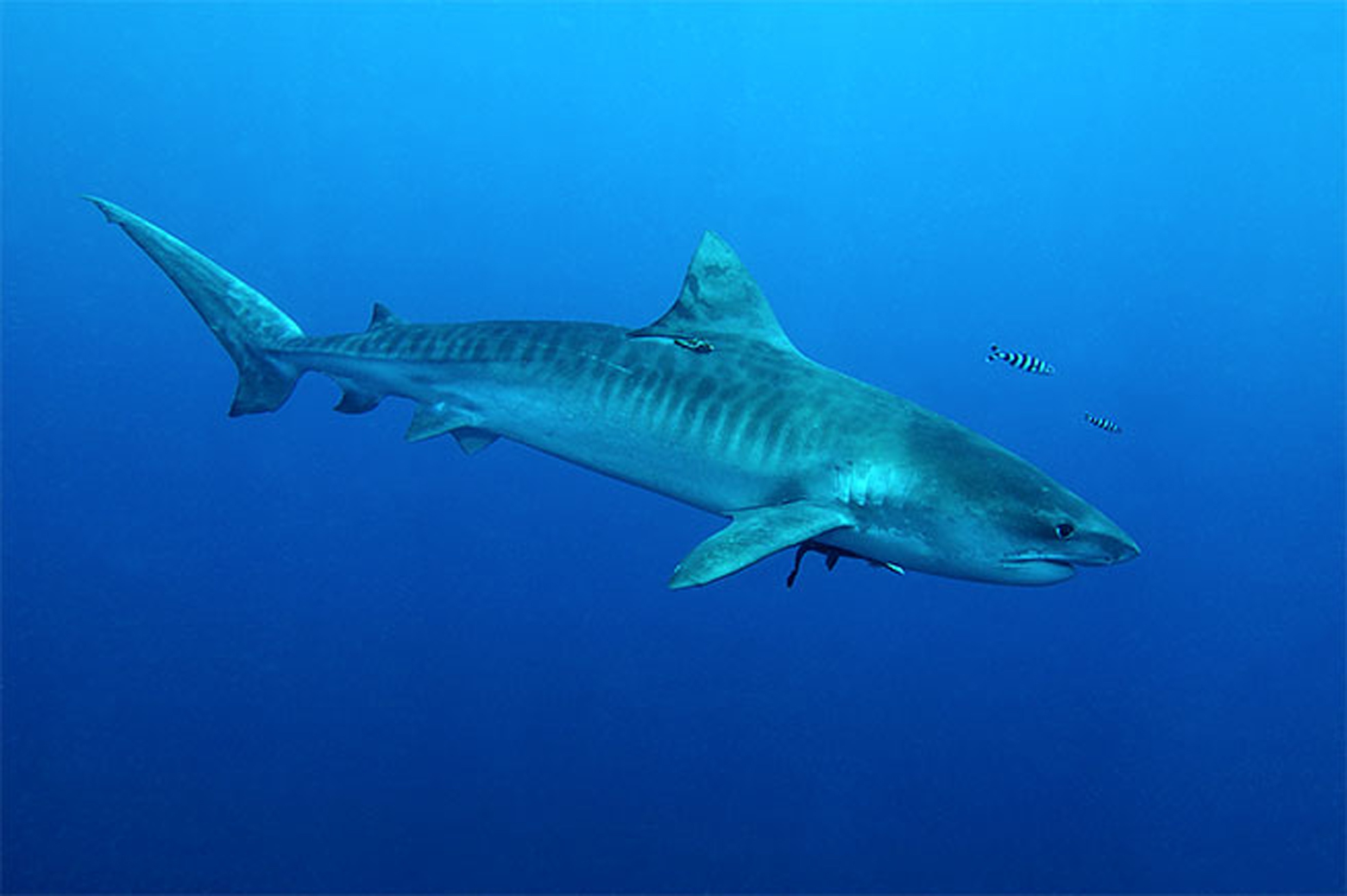 World’s biggest tiger Shark (1).jpg