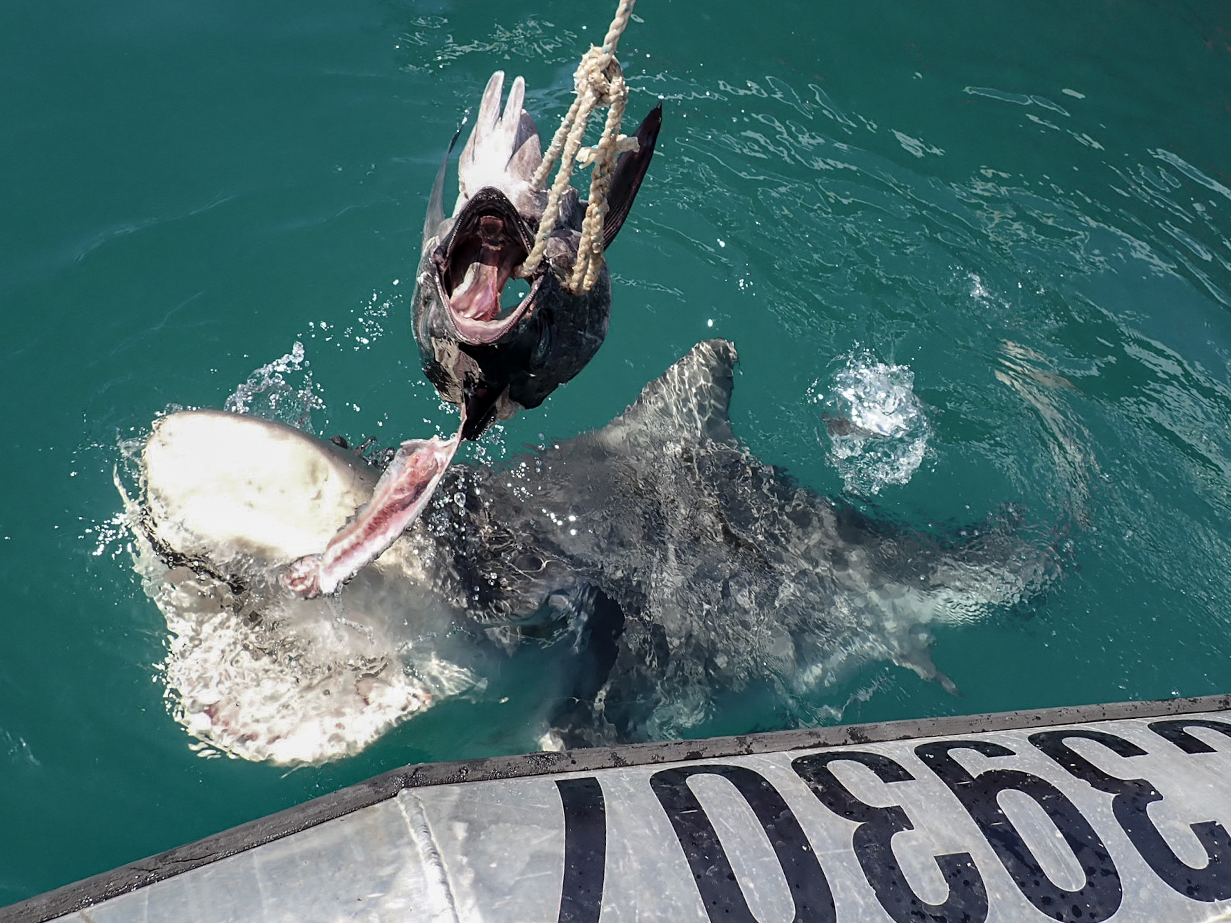 OperationSharklift.jpg