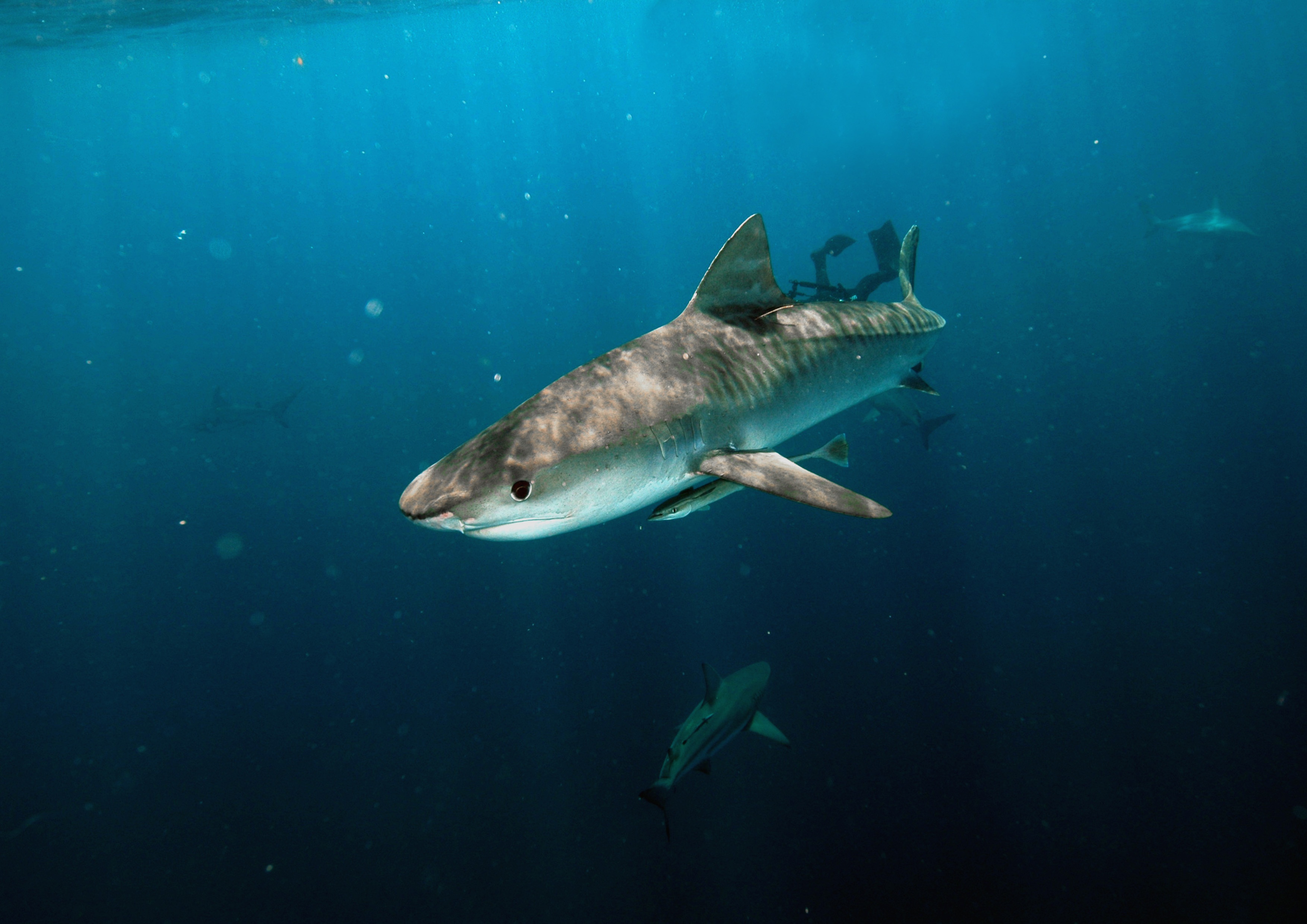 World’s biggest tiger Shark.JPG
