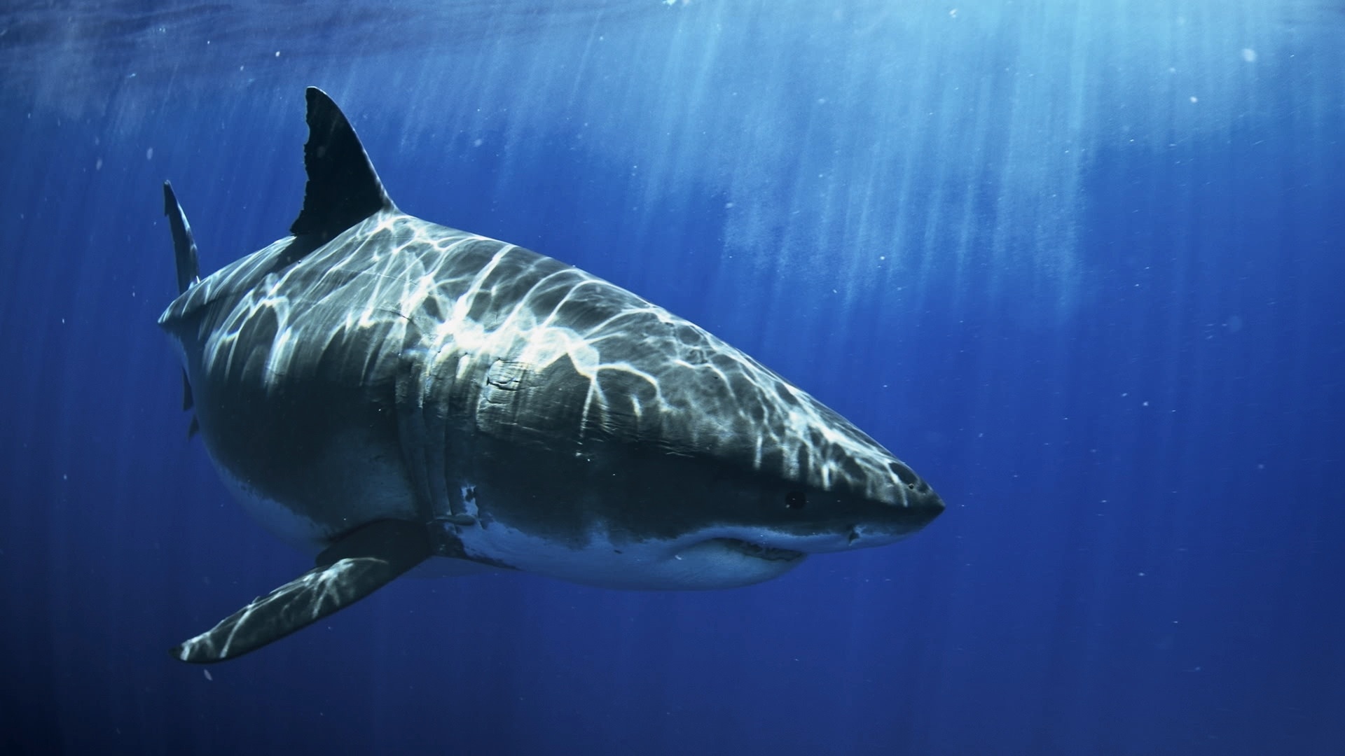 MostWantedSharks (1).jpg