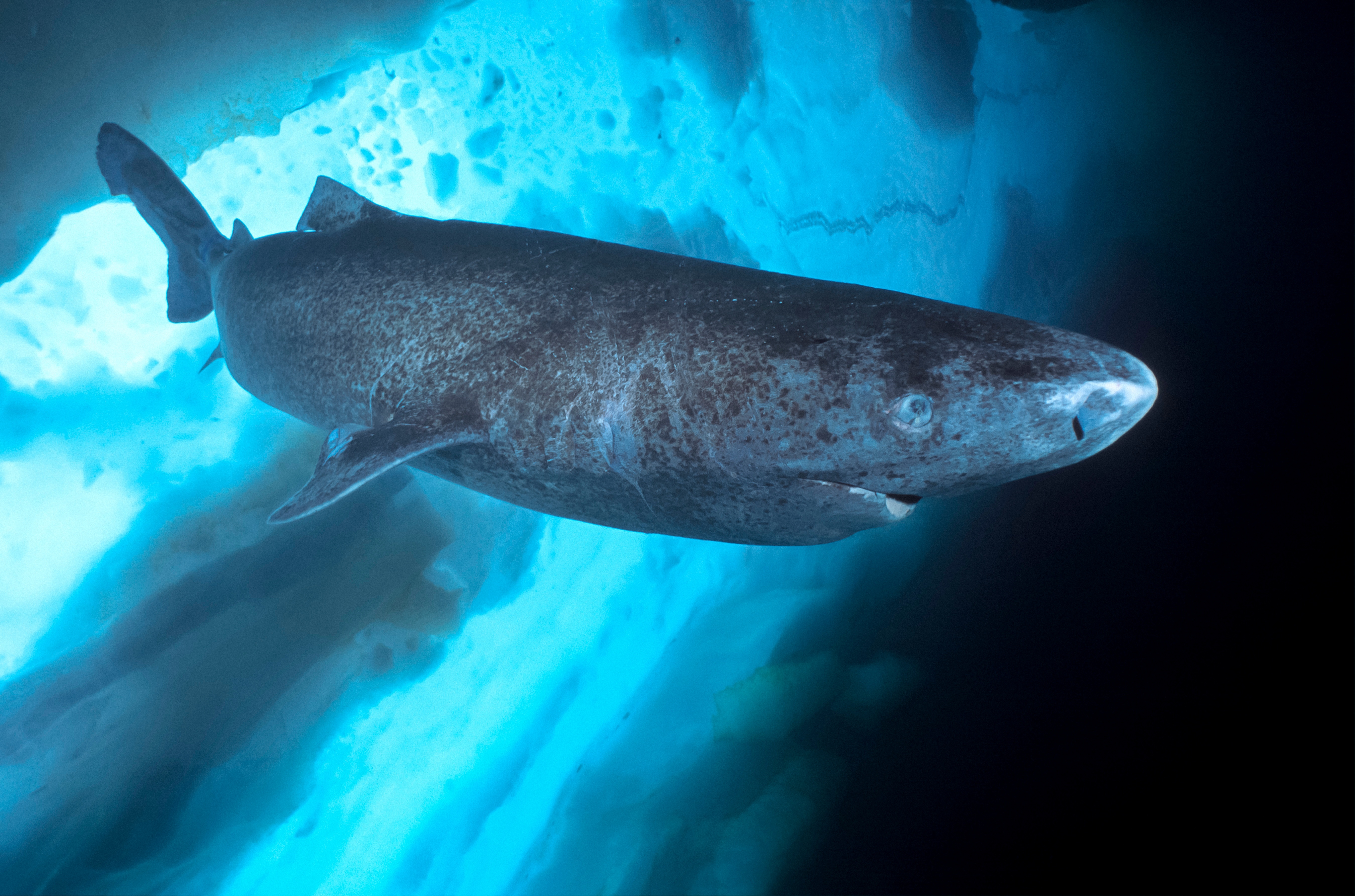 Étranges requins.jpg