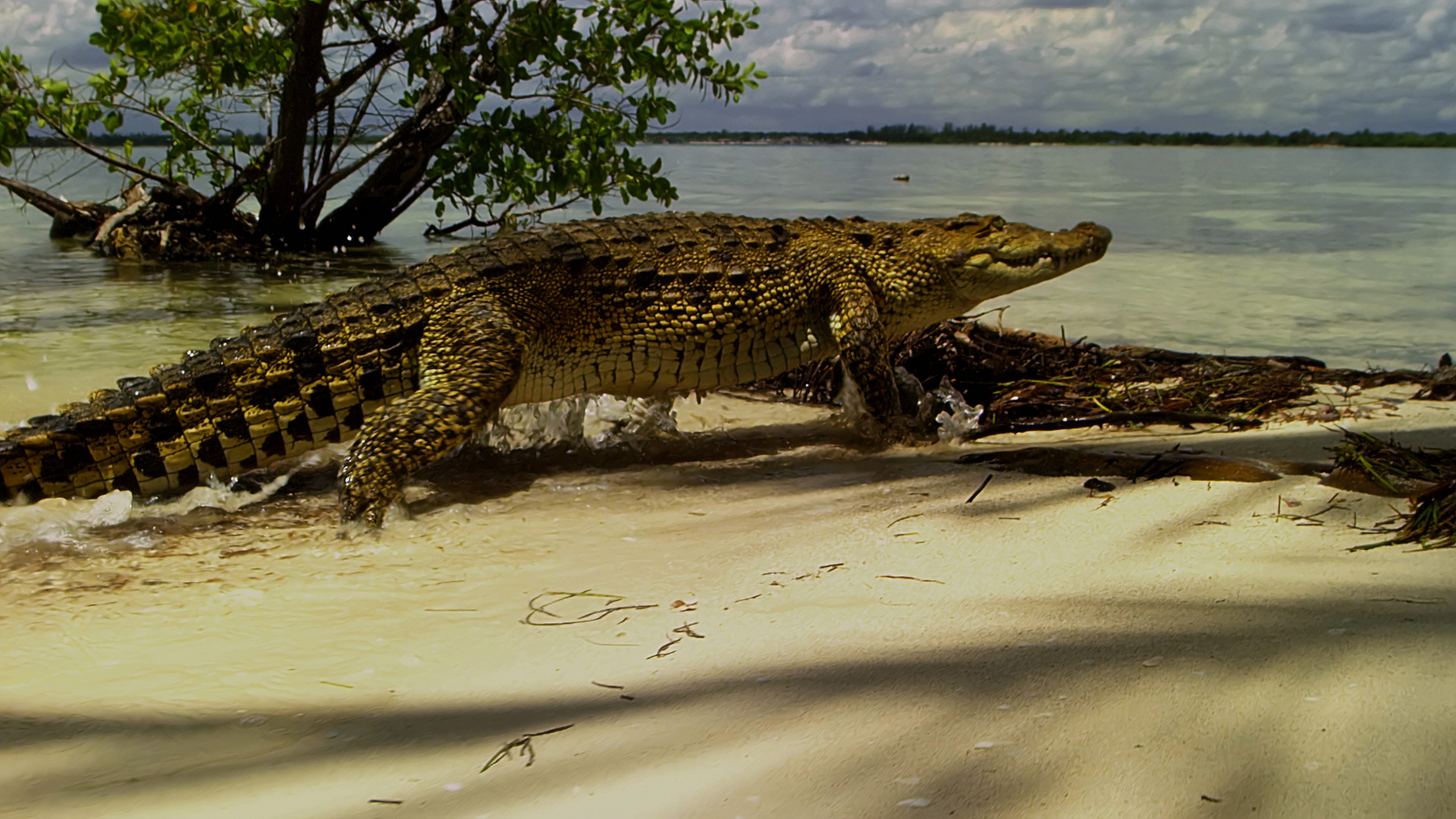 Les crocos des Caraïbes (1).jpg