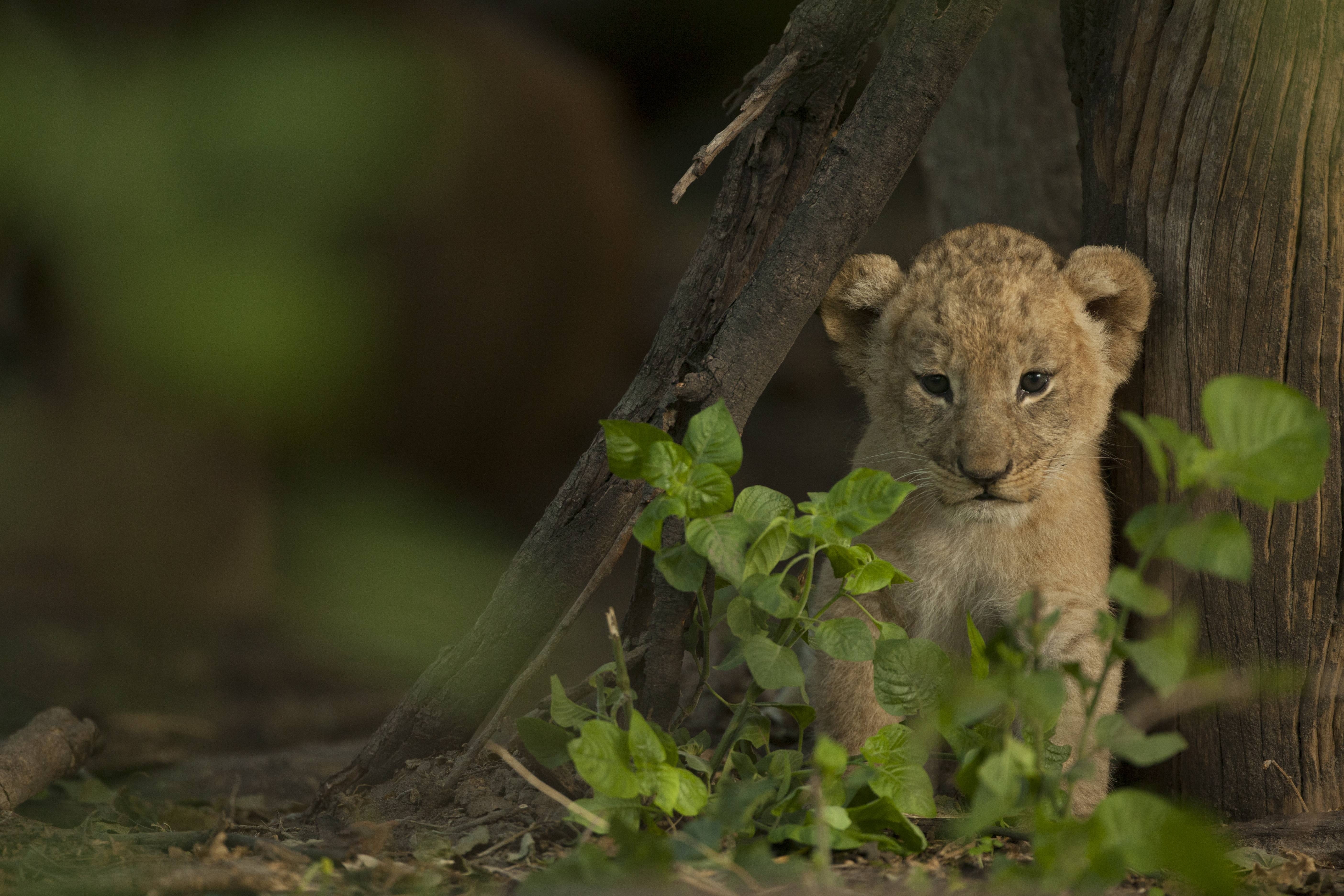 Le royaume sauvage  La mère des lions (2).jpg