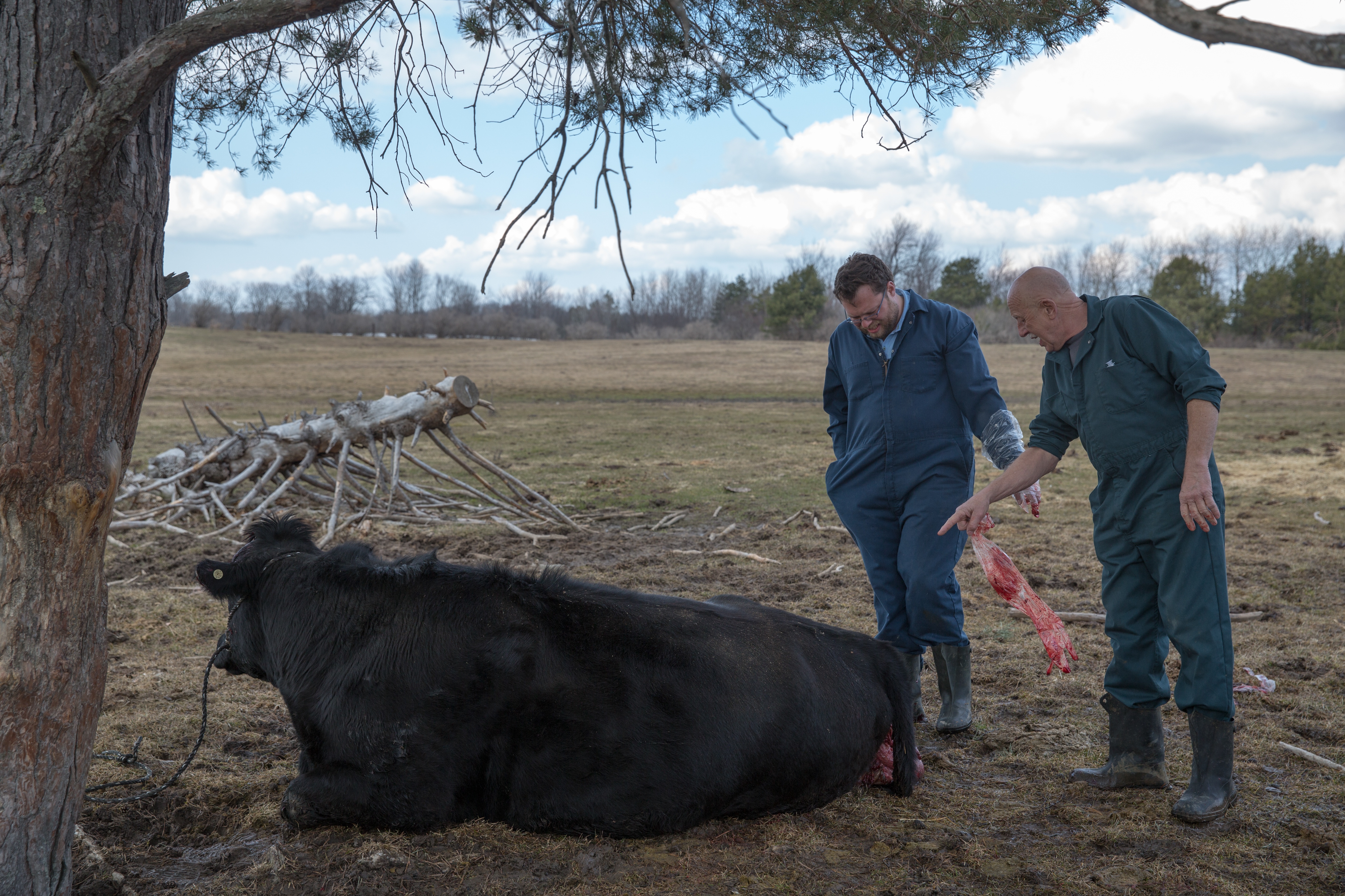 L'incroyable Dr Pol  Retour vers la suture (1).jpg