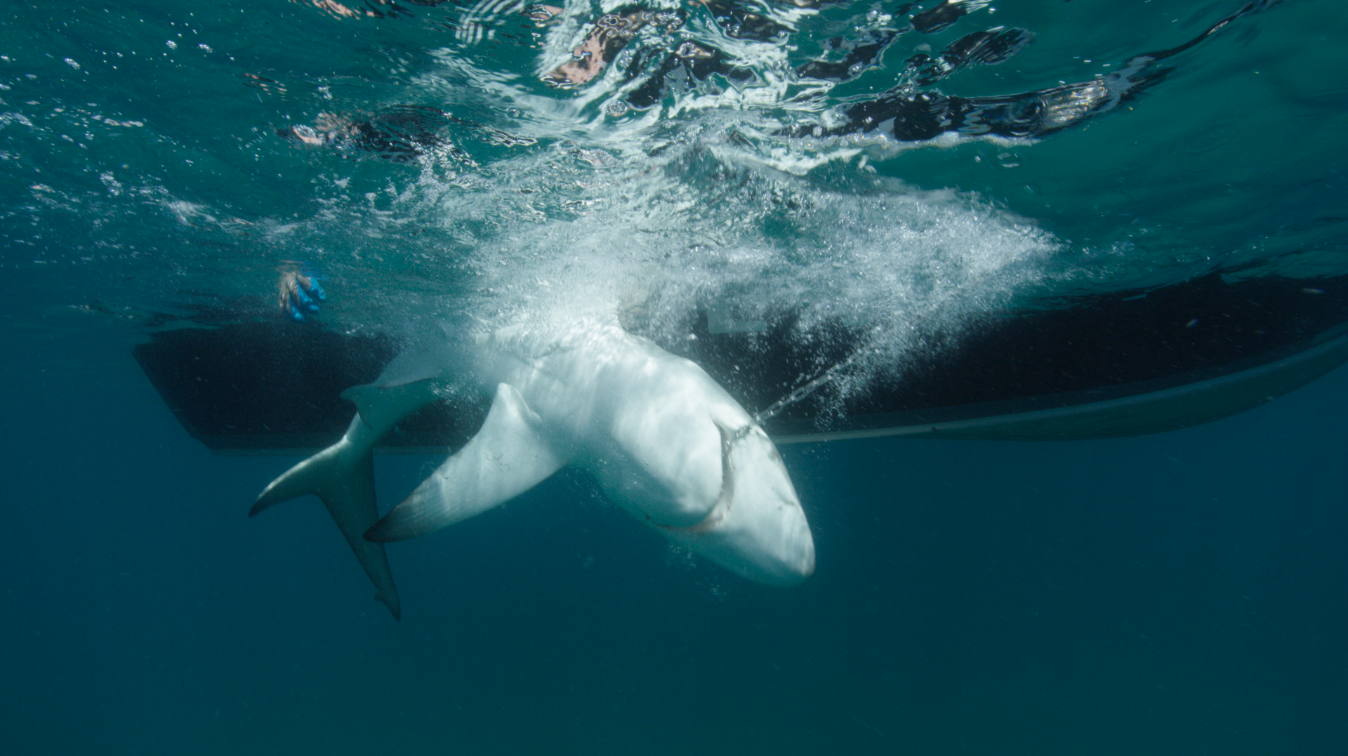 Requins vs Dauphins (2).png