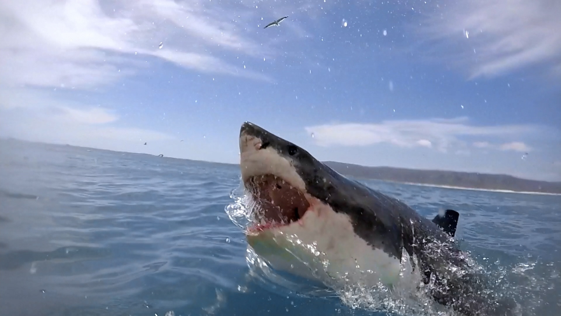 Requin-bouledogue, requin dangereux (2).jpg.jpg