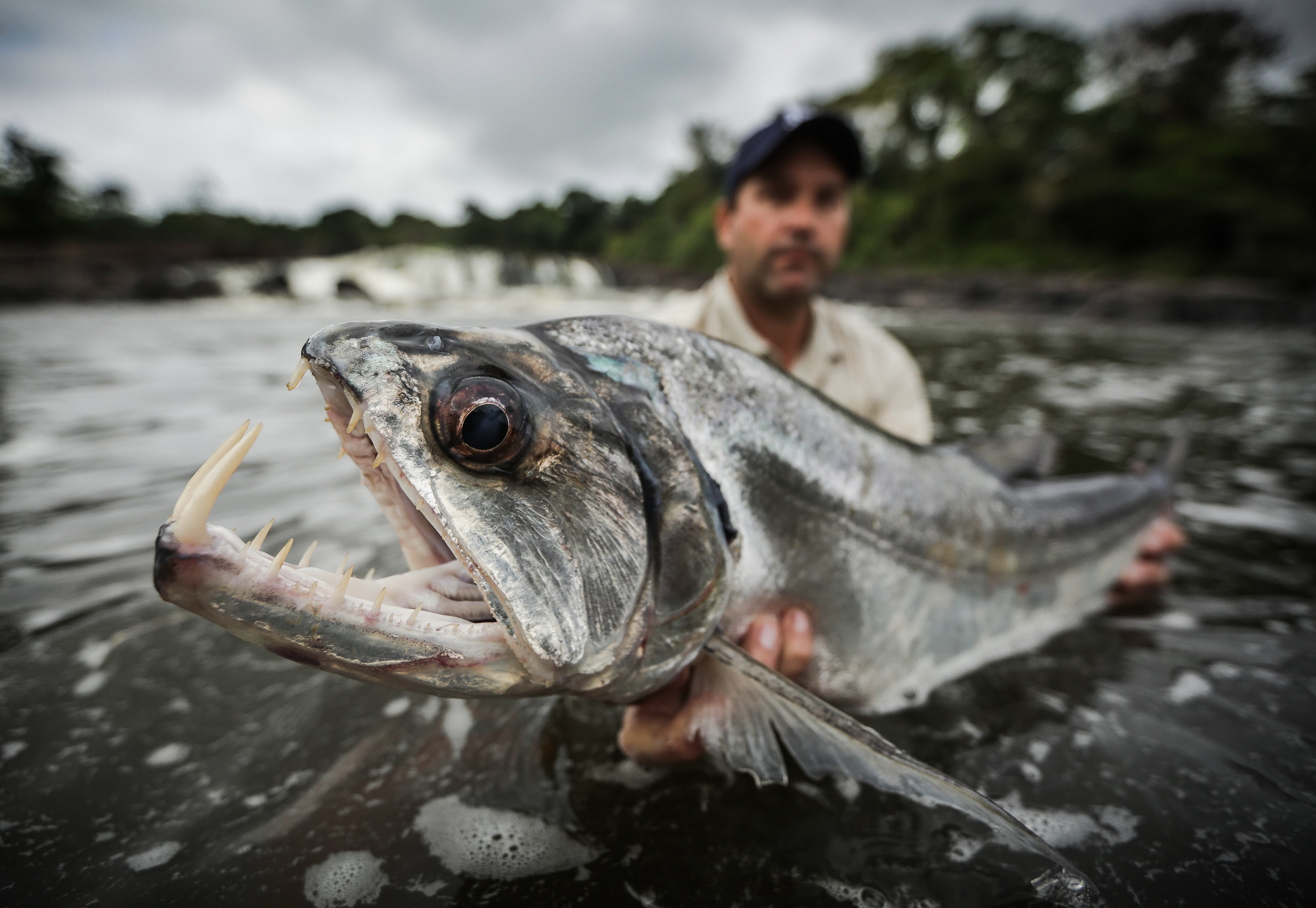 Bêtes de poissons  Le poisson vampire.jpg