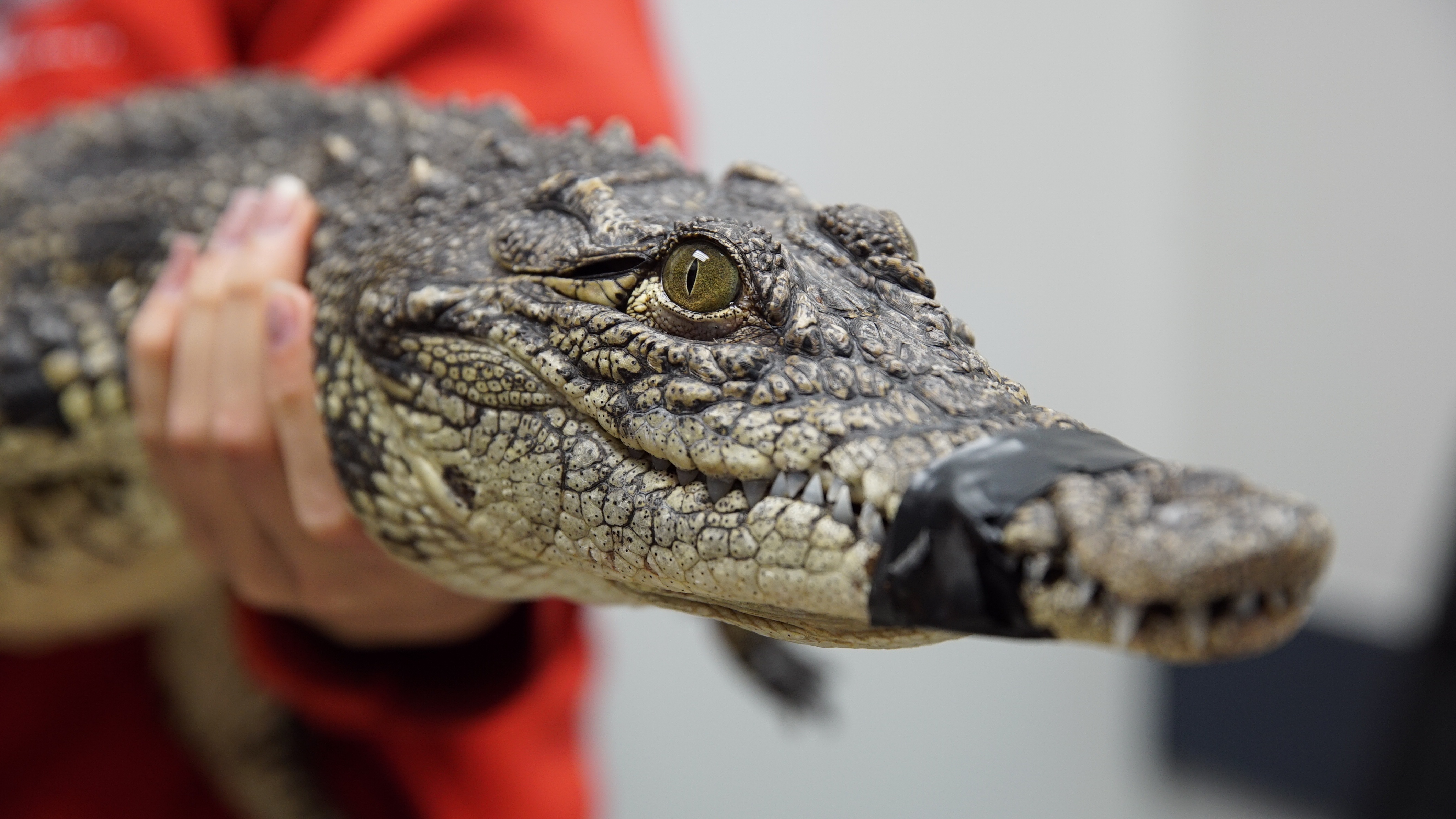 AnimalER_Ep208_12.jpg